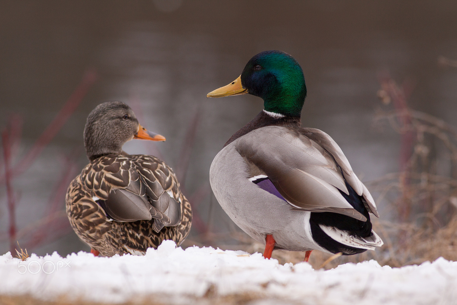 Canon EOS 50D + Canon EF 400mm F5.6L USM sample photo. Love at first sight photography