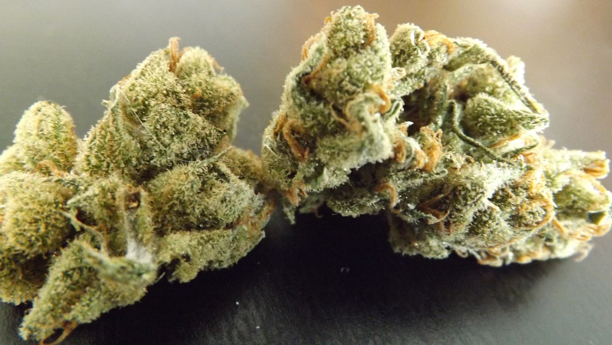 Fujifilm FinePix SL260 sample photo. Weed photography