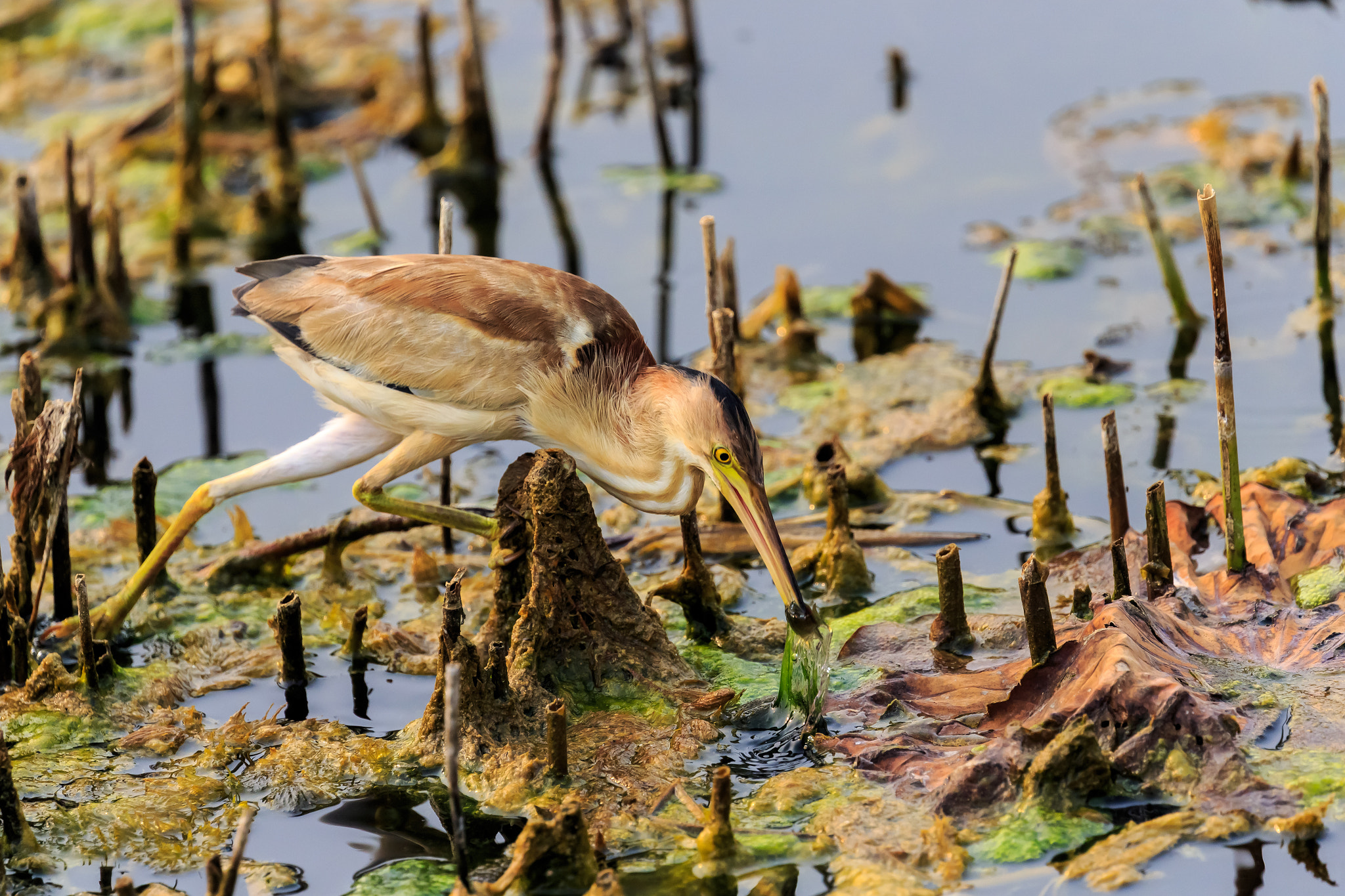 Canon EOS-1D X sample photo. 黄苇鳽捕食3 photography