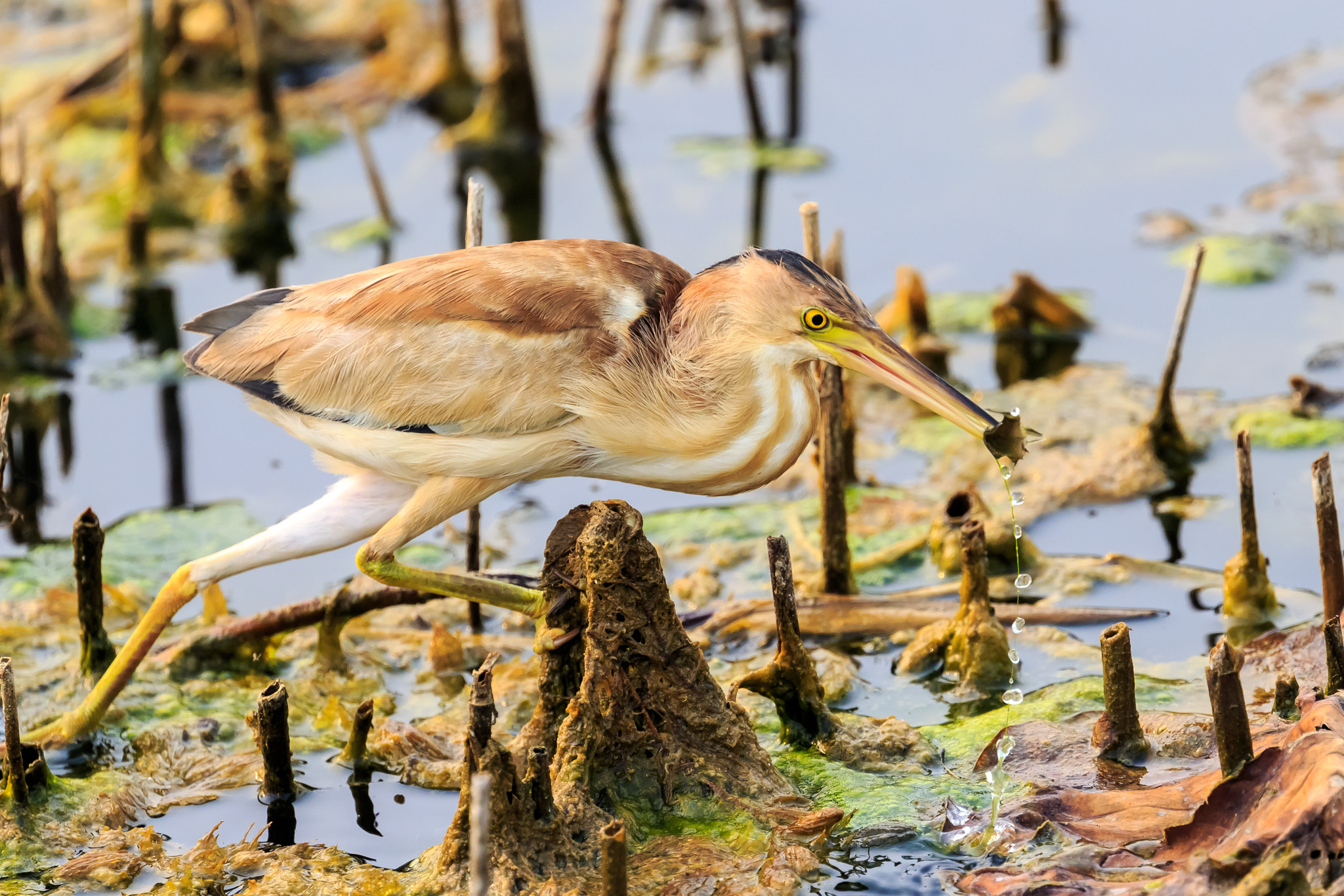 Canon EOS-1D X sample photo. 黄苇鳽捕食4 photography