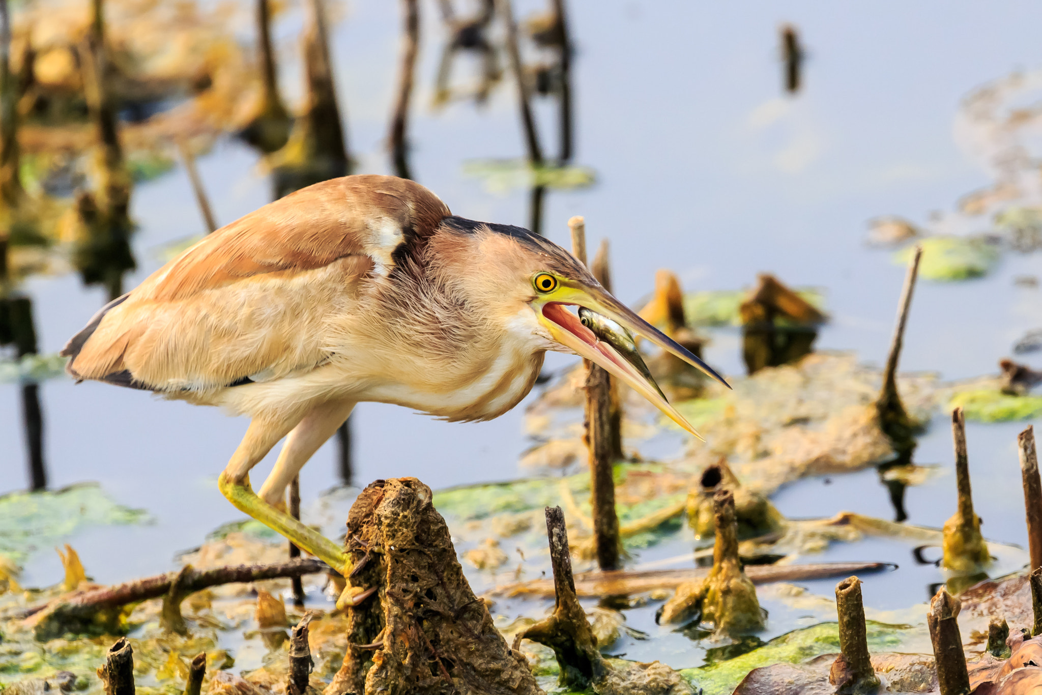 Canon EOS-1D X sample photo. 黄苇鳽捕食7 photography