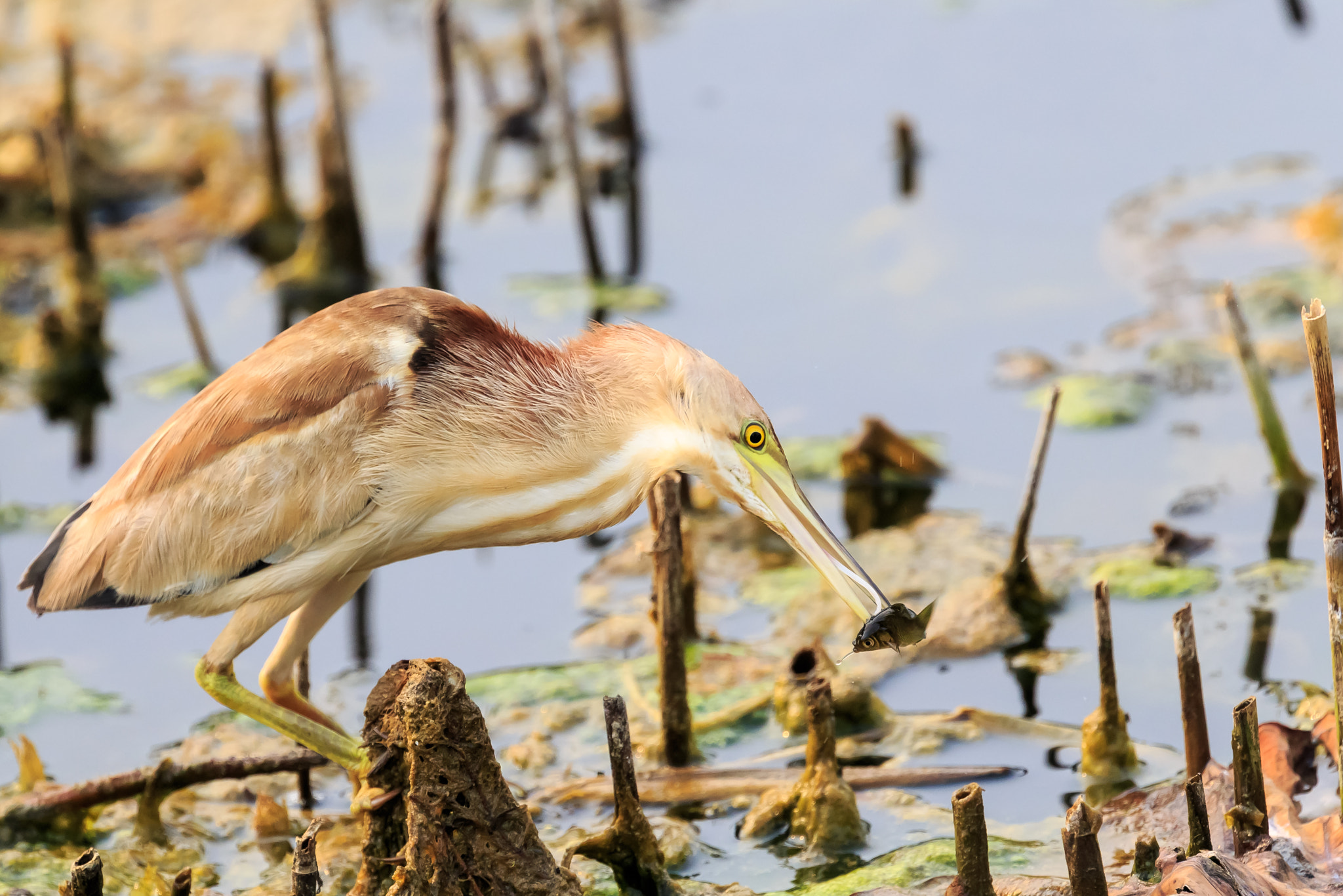 Canon EOS-1D X sample photo. 黄苇鳽捕食5 photography