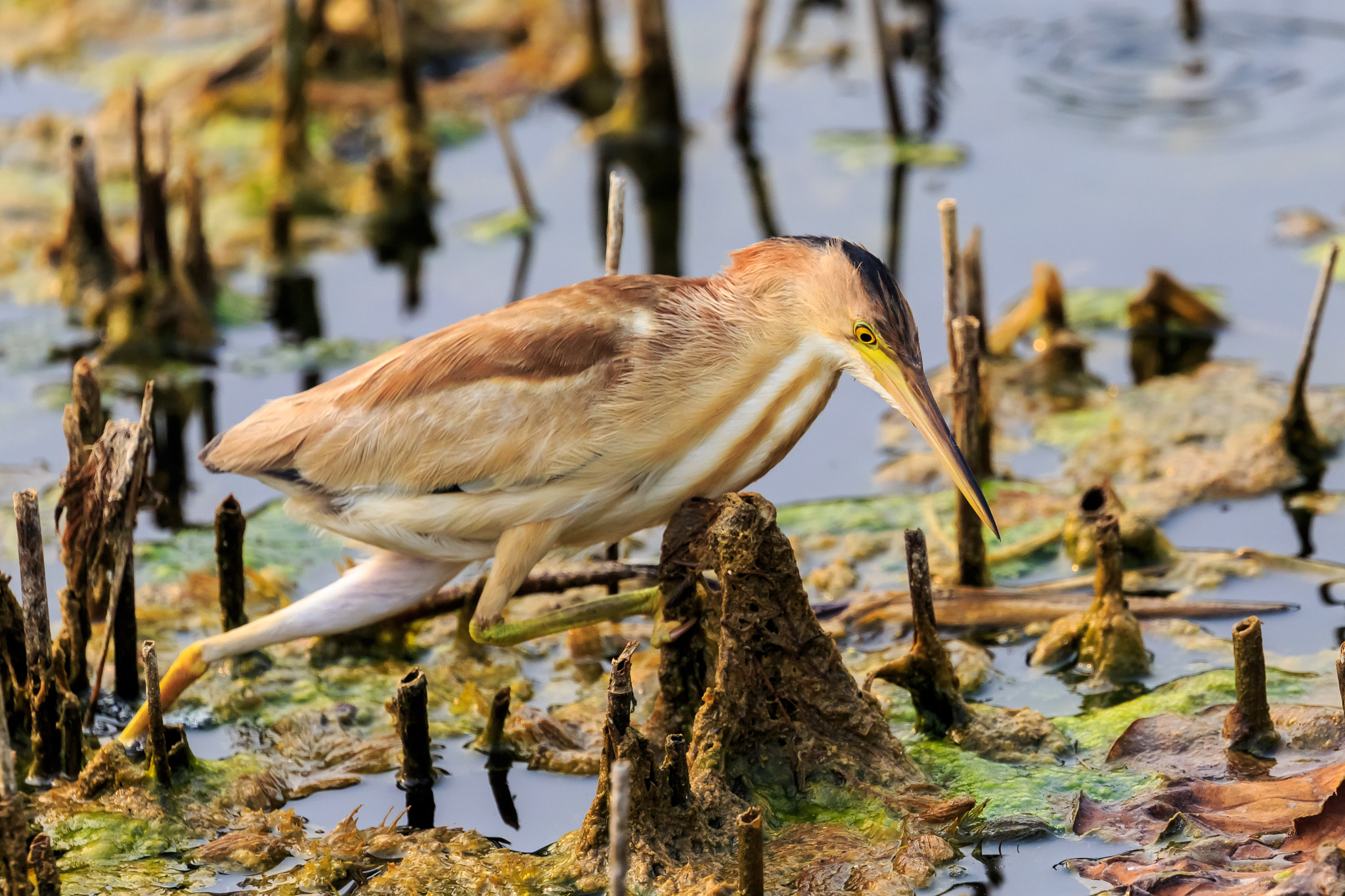 Canon EOS-1D X sample photo. 黄苇鳽捕食1 photography