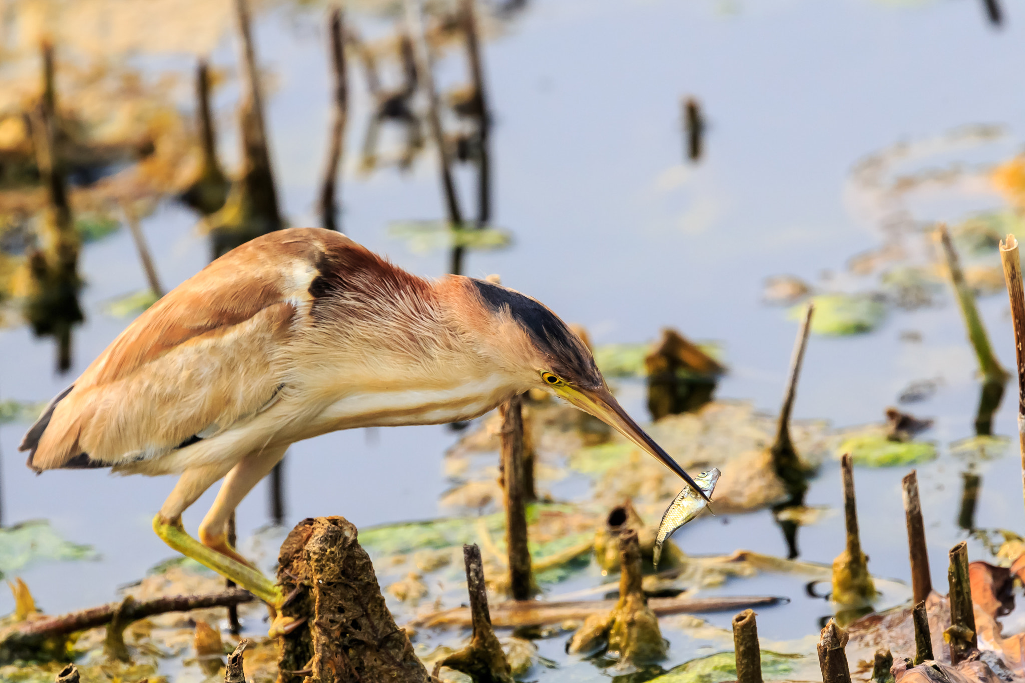 Canon EOS-1D X sample photo. 黄苇鳽捕食6 photography