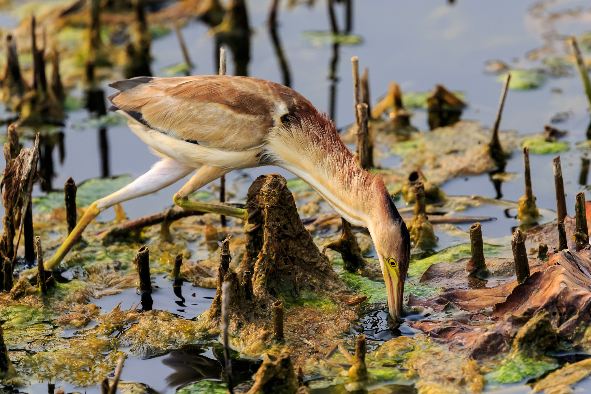Canon EOS-1D X sample photo. 黄苇鳽捕食2 photography