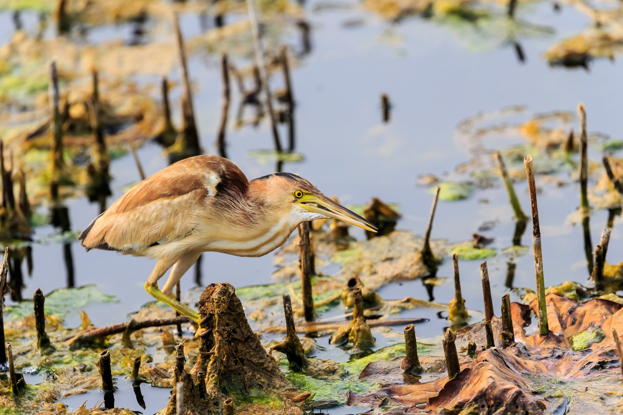 Canon EOS-1D X sample photo. 黄苇鳽捕食8 photography