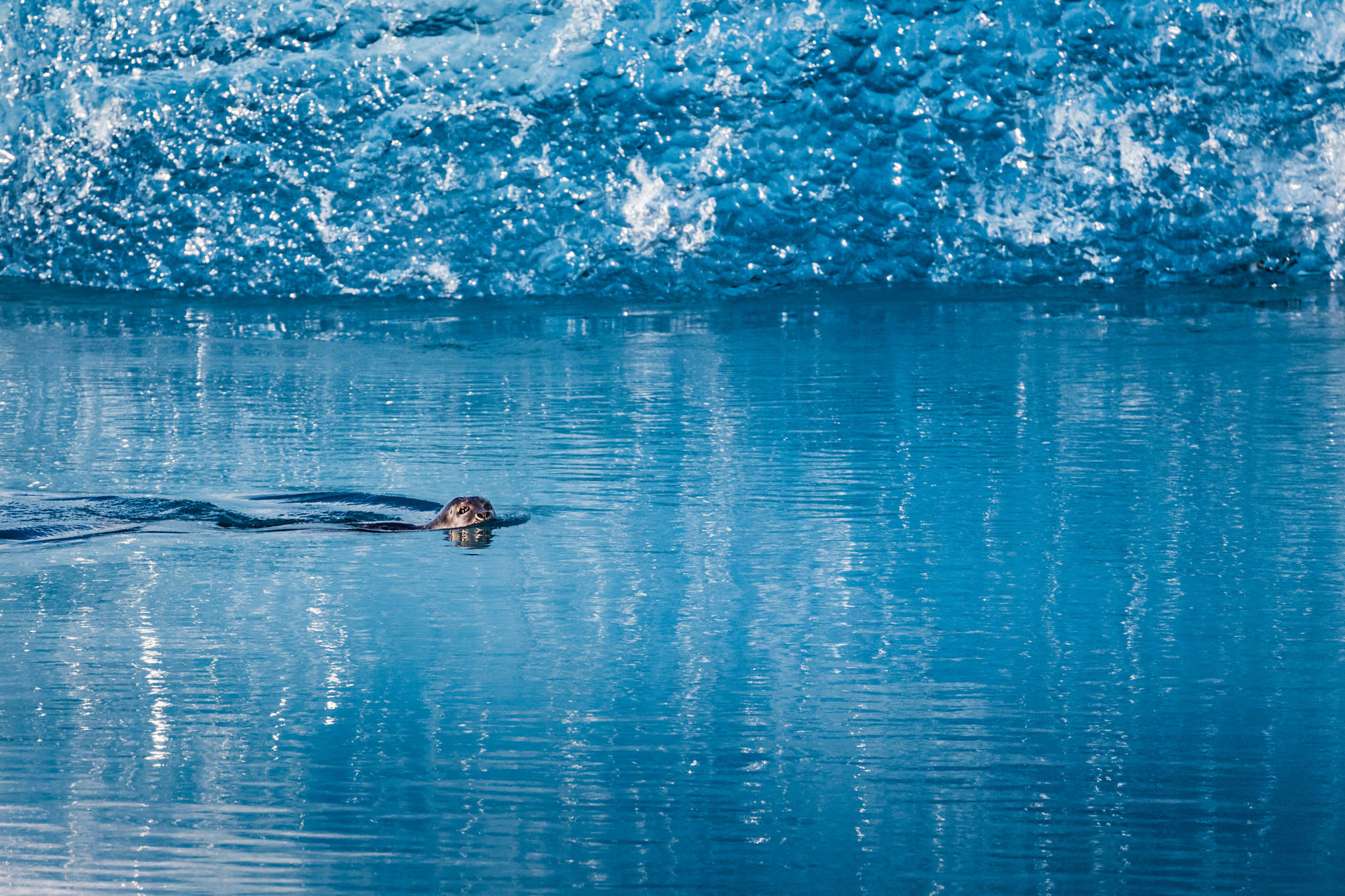 Canon EOS 5DS + Canon EF 70-300mm F4-5.6L IS USM sample photo. Glacier lagoon seal photography