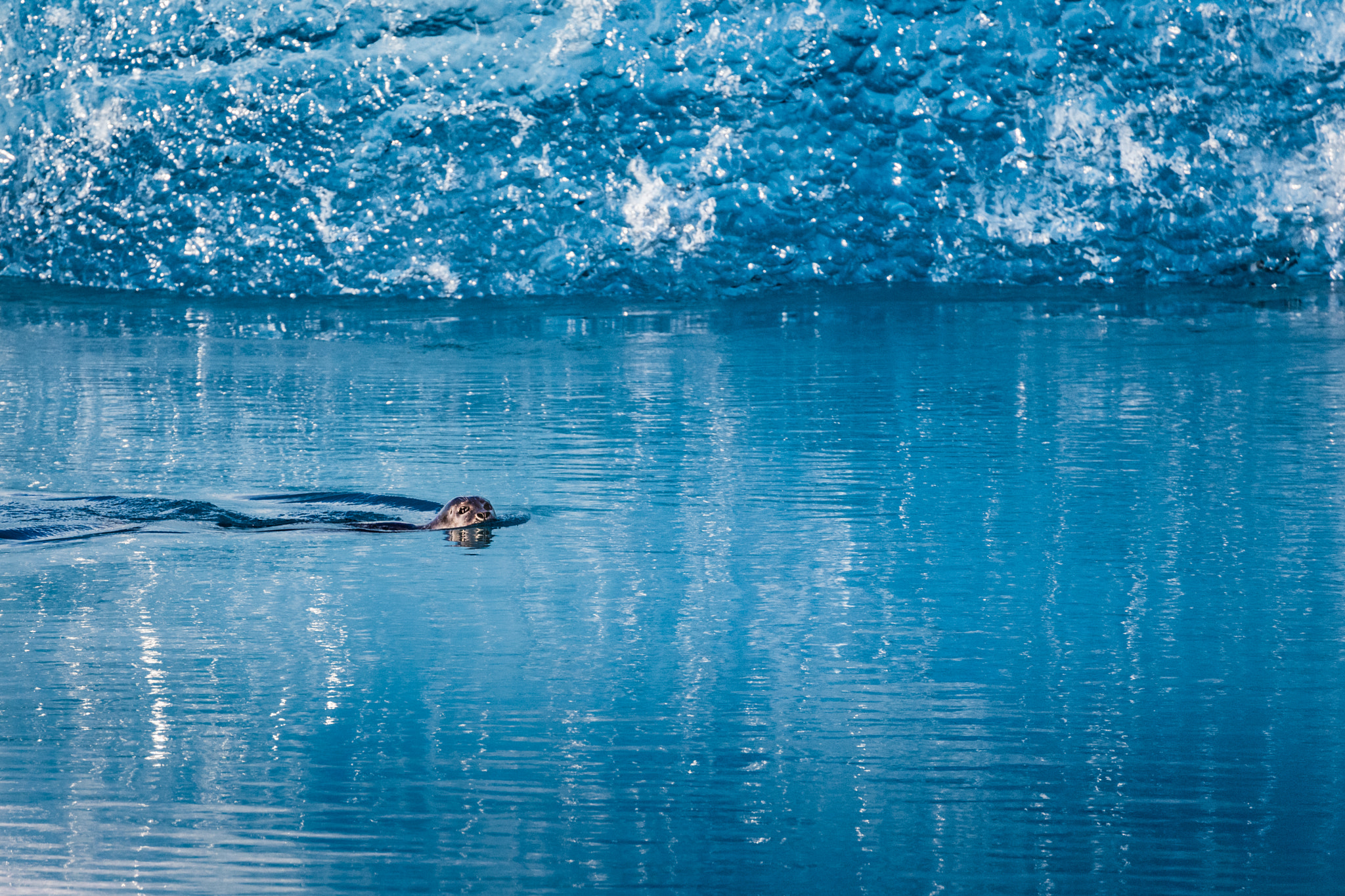 Canon EF 70-300mm F4-5.6L IS USM sample photo. Glacier lagoon seal photography