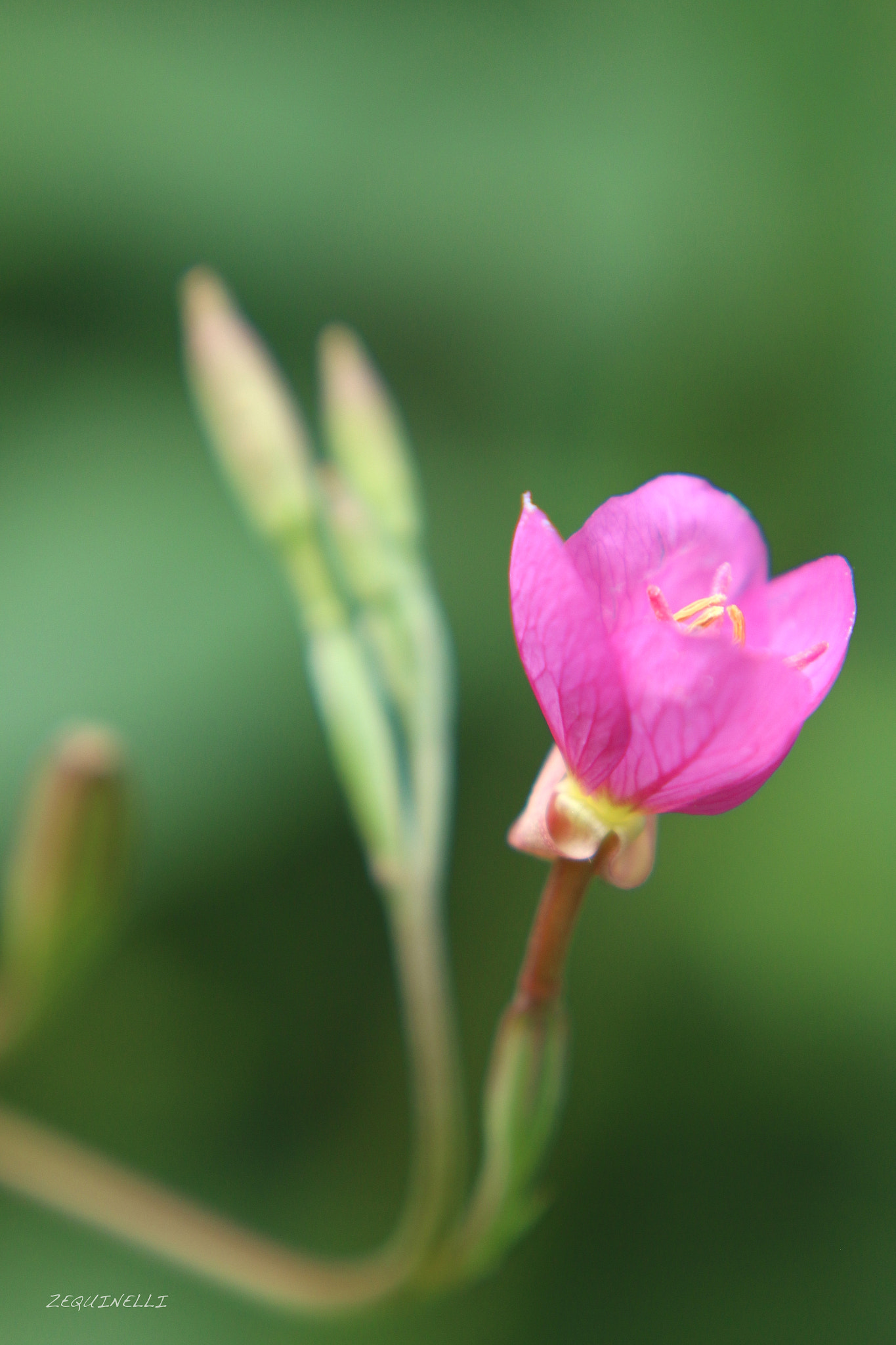 Sigma 28-80mm f/3.5-5.6 II Macro sample photo. Caricias photography