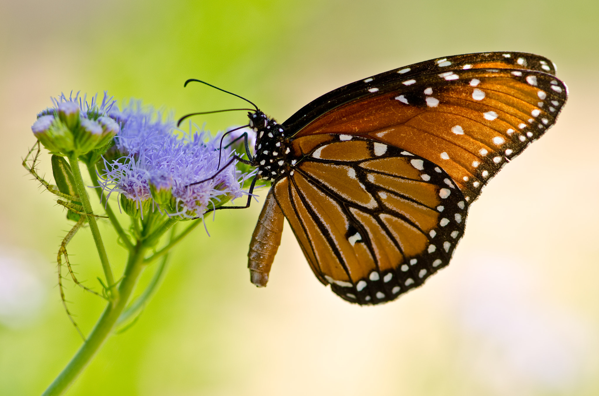 Nikon D7000 + Sigma 24mm F1.8 EX DG Aspherical Macro sample photo. Butterfly ii photography