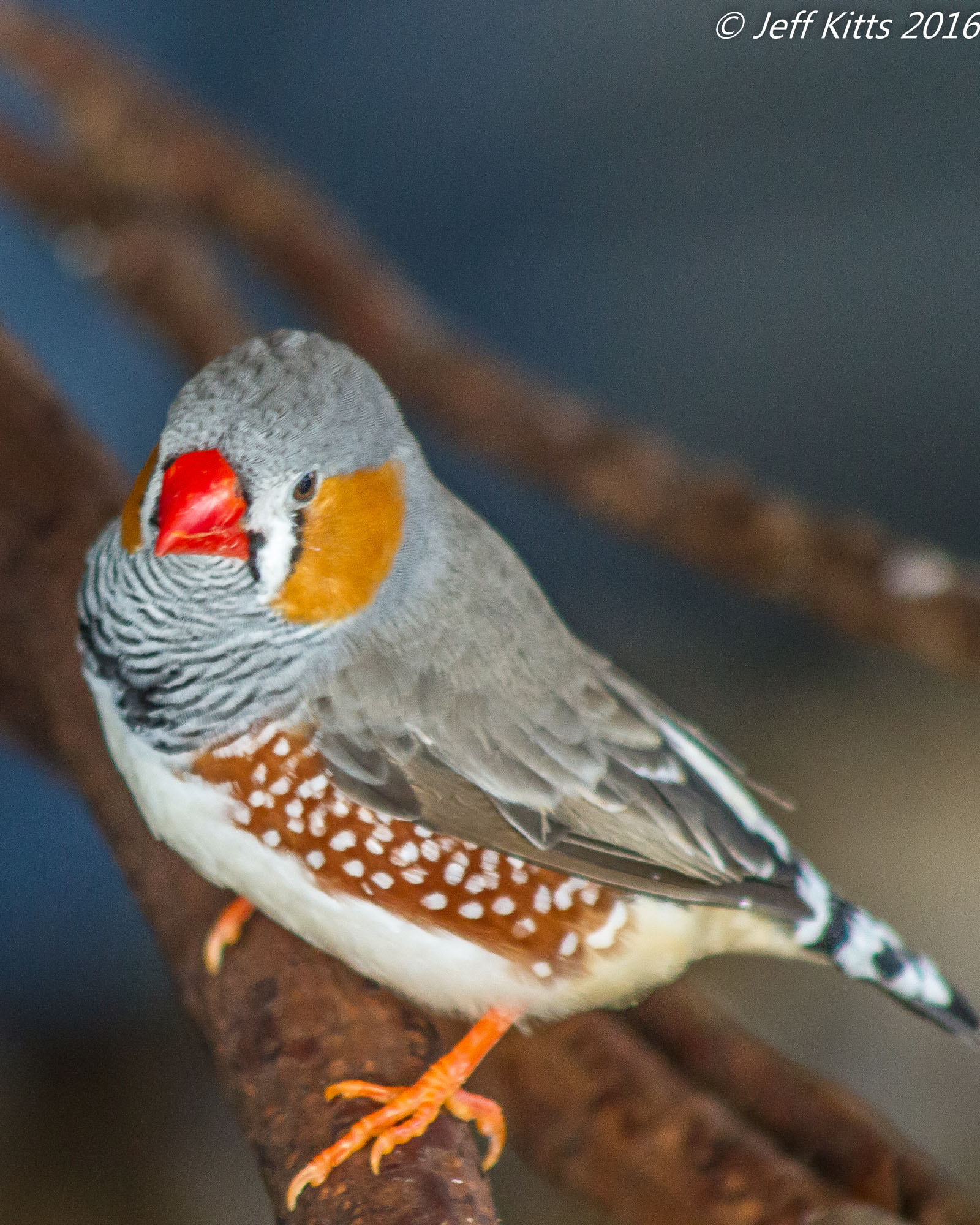 Canon EF 75-300mm f/4-5.6 USM sample photo. 4021-zebra finch photography