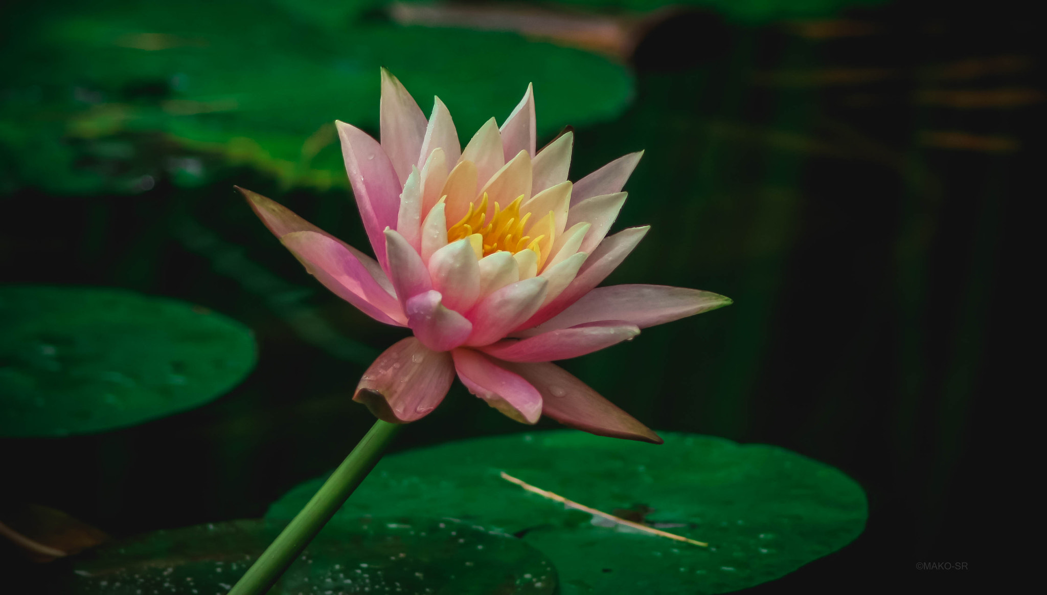 Canon EOS 40D sample photo. Bella photography