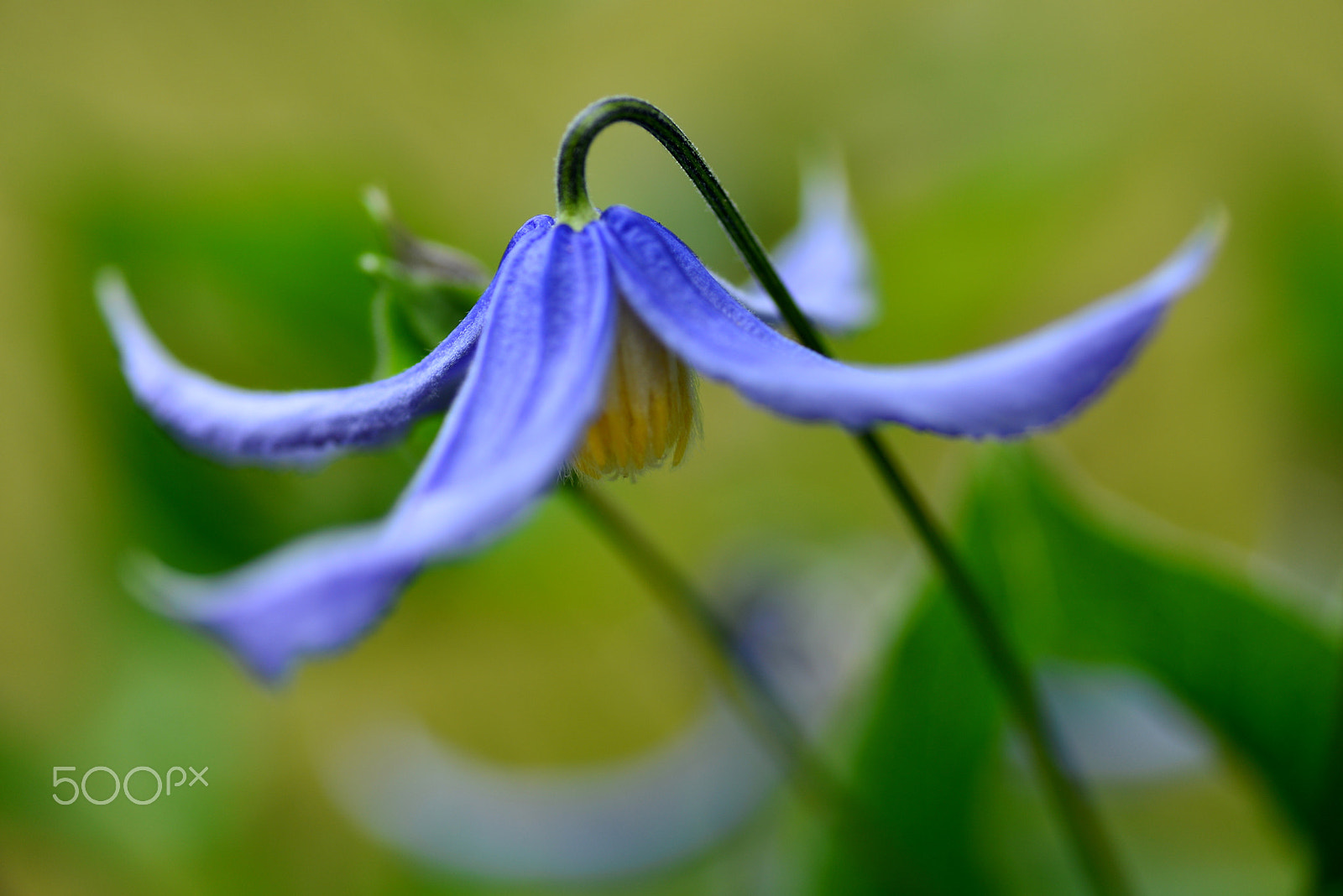 Nikon D600 sample photo. Faces to the bottom and blooms photography