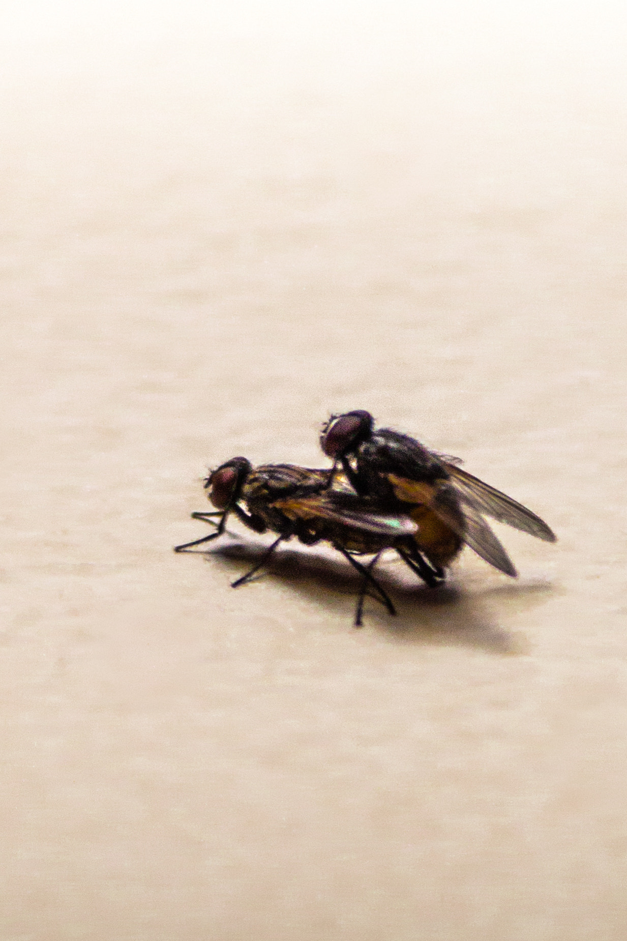 Canon EOS 500D (EOS Rebel T1i / EOS Kiss X3) + Canon EF-S 55-250mm F4-5.6 IS II sample photo. Flies love photography