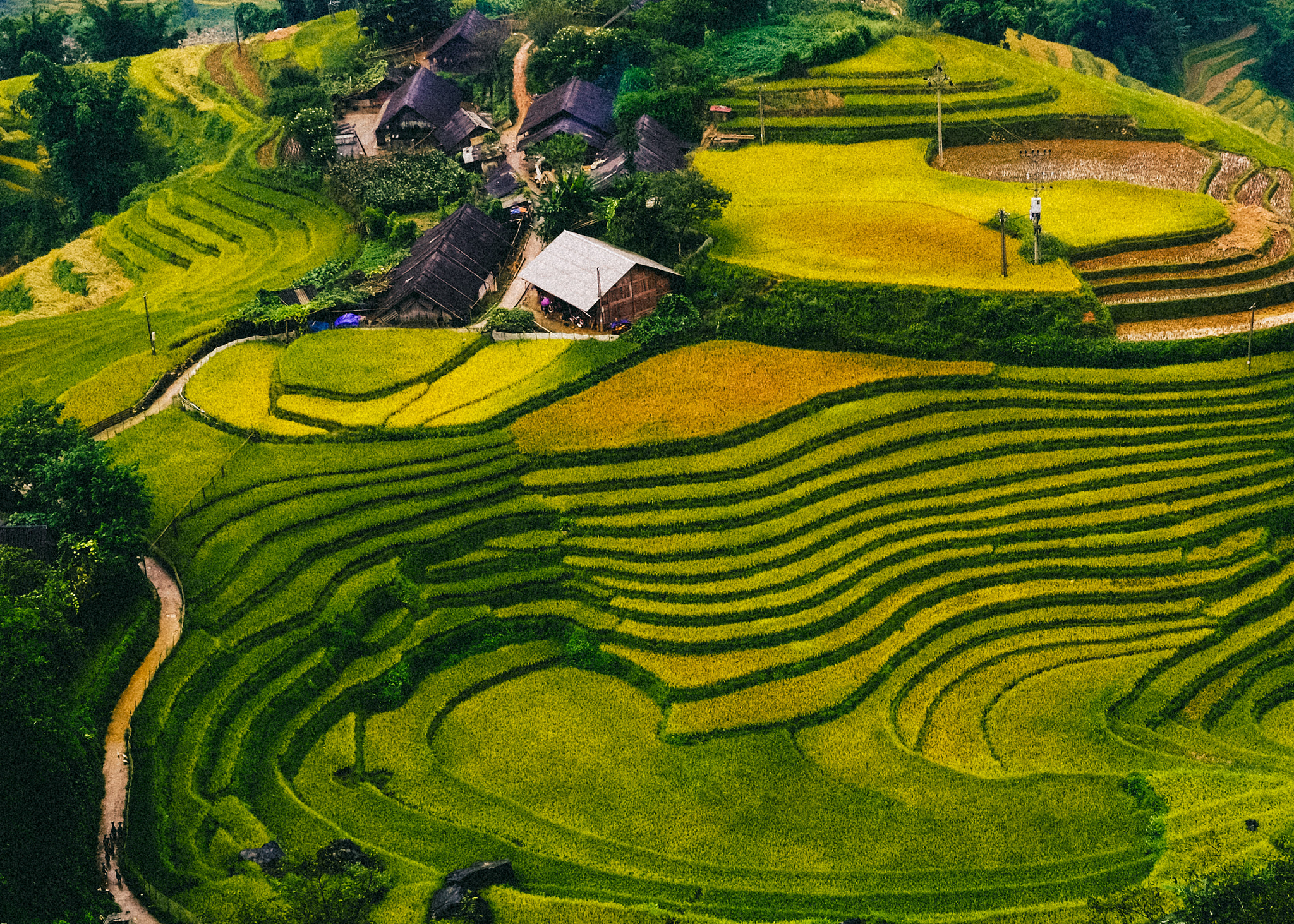 Fujifilm X-T10 + Fujifilm XF 16-55mm F2.8 R LM WR sample photo. Terraced fields in sapa photography