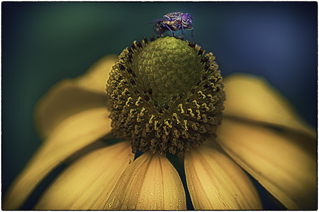 Canon EF 180mm F3.5L Macro USM sample photo