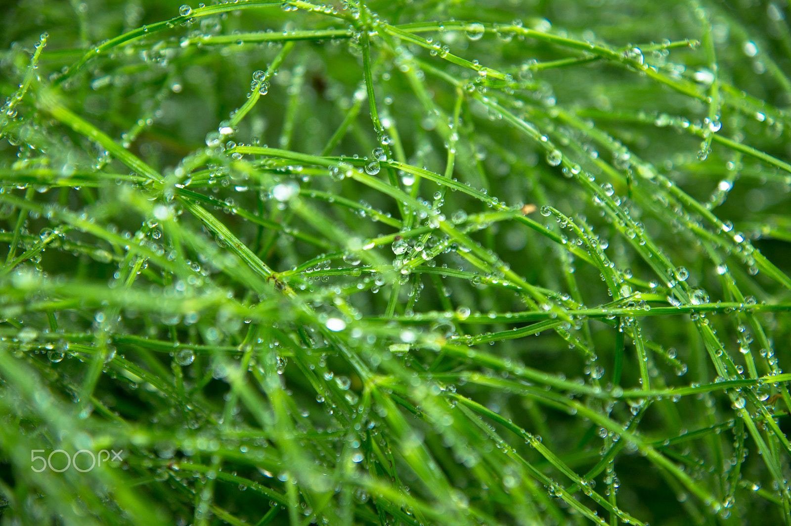 Sony SLT-A55 (SLT-A55V) sample photo. Full frame shot of wet grass photography