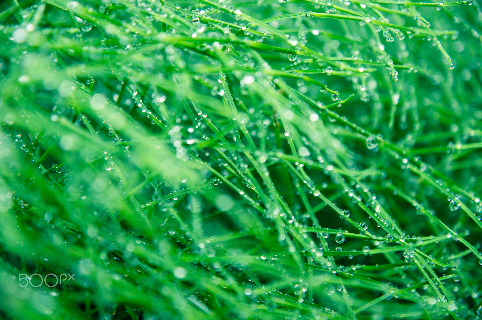 Sony SLT-A55 (SLT-A55V) + Sony DT 16-50mm F2.8 SSM sample photo. Close-up of wet grass growing on field photography