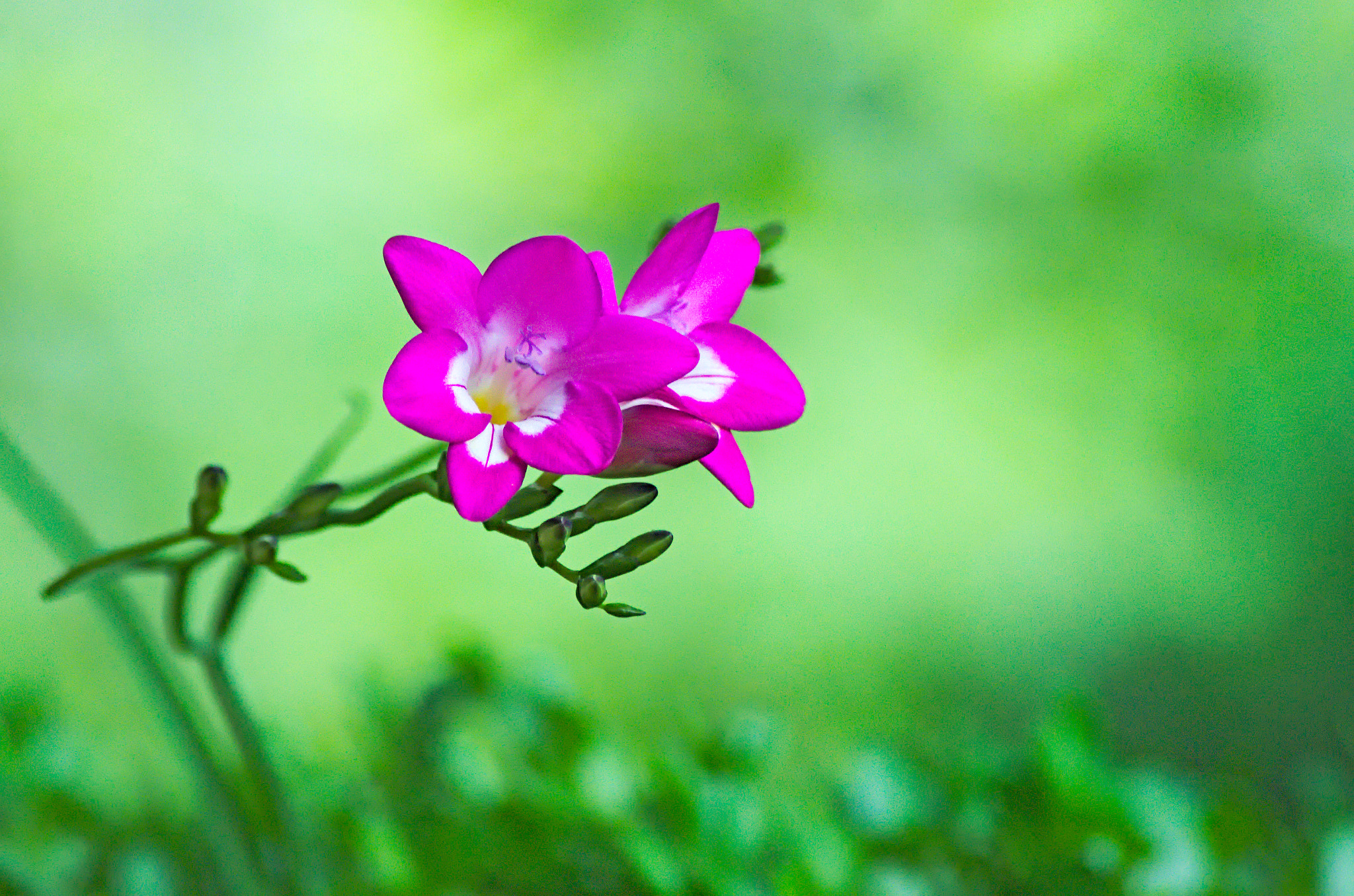 Nikon AF Nikkor 70-300mm F4-5.6G sample photo. Simple photography