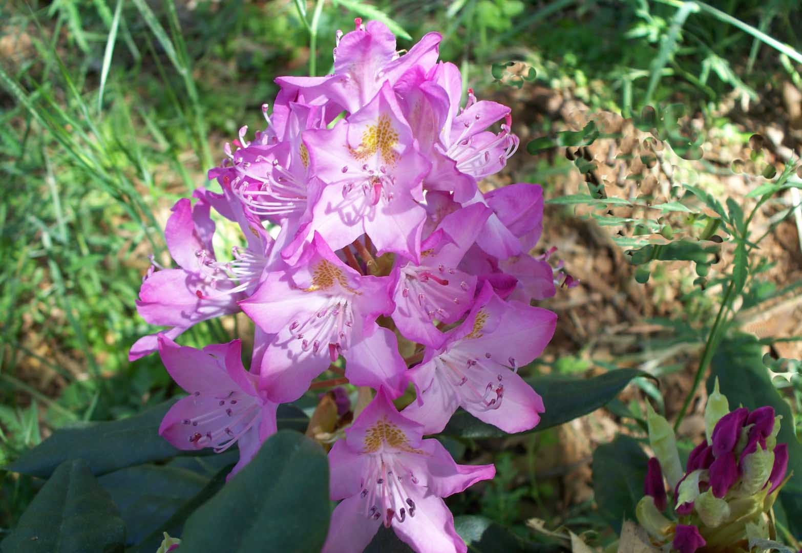Kodak Z1275 ZOOM DIGITAL CAMERA sample photo. Large rhododendron roseum elegans photography