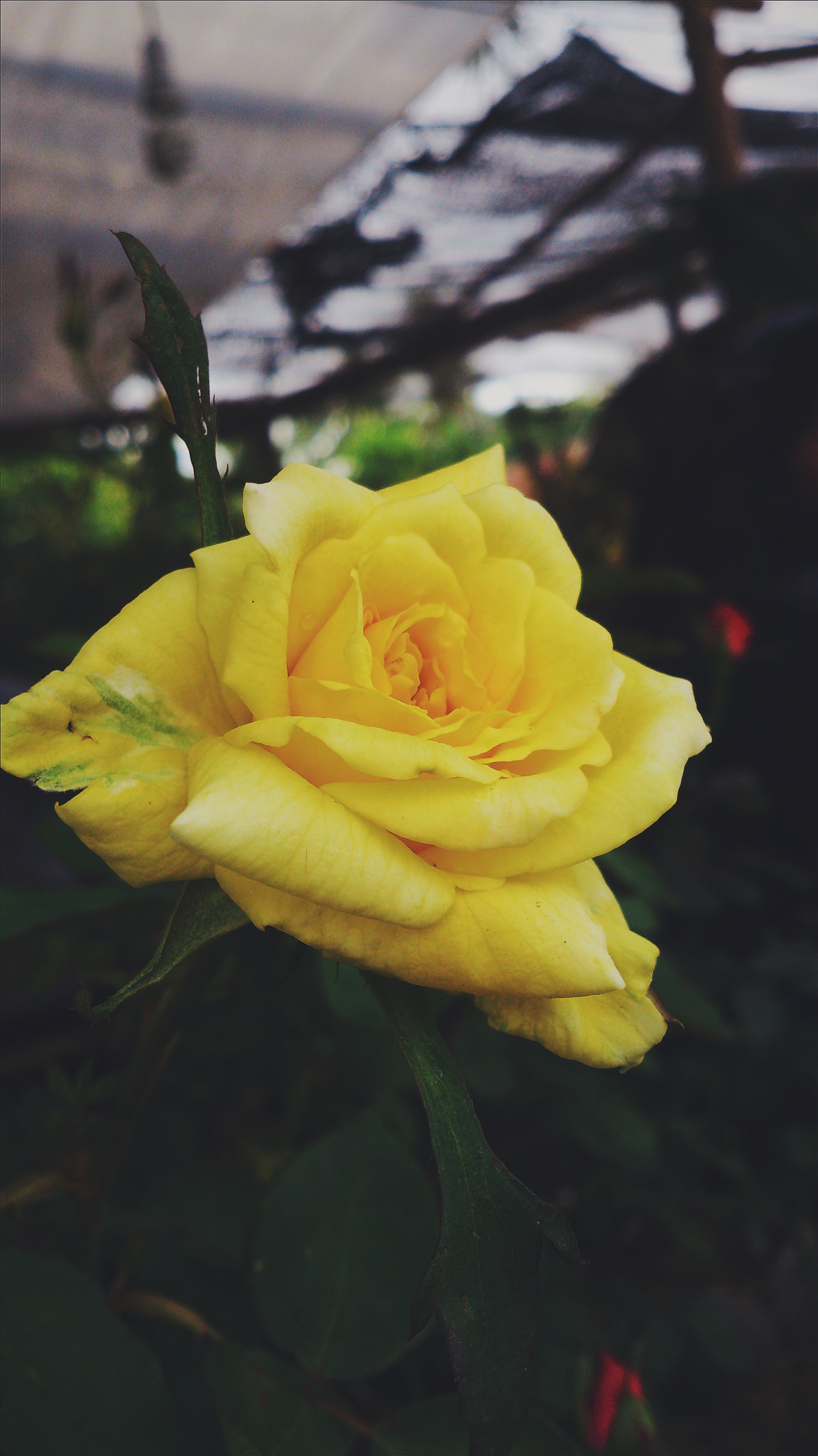 Sony Xperia V sample photo. Mawar photography