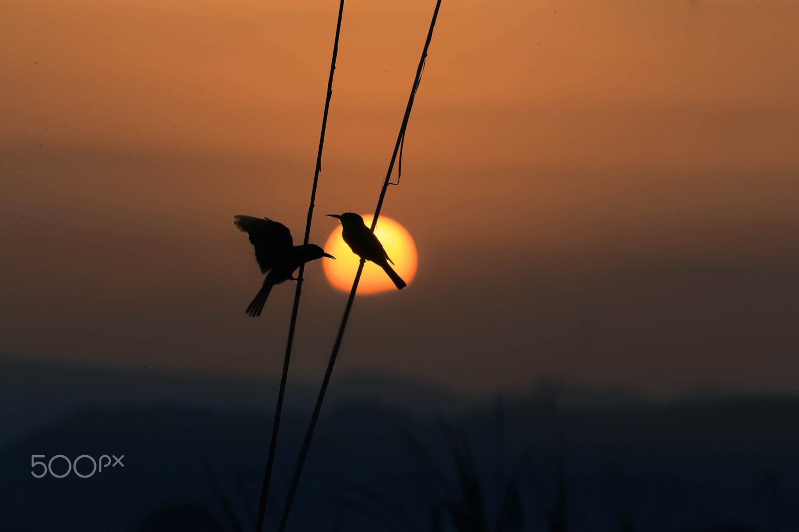 Canon EOS-1D X + Canon EF 400mm F5.6L USM sample photo. U me together, forever. photography