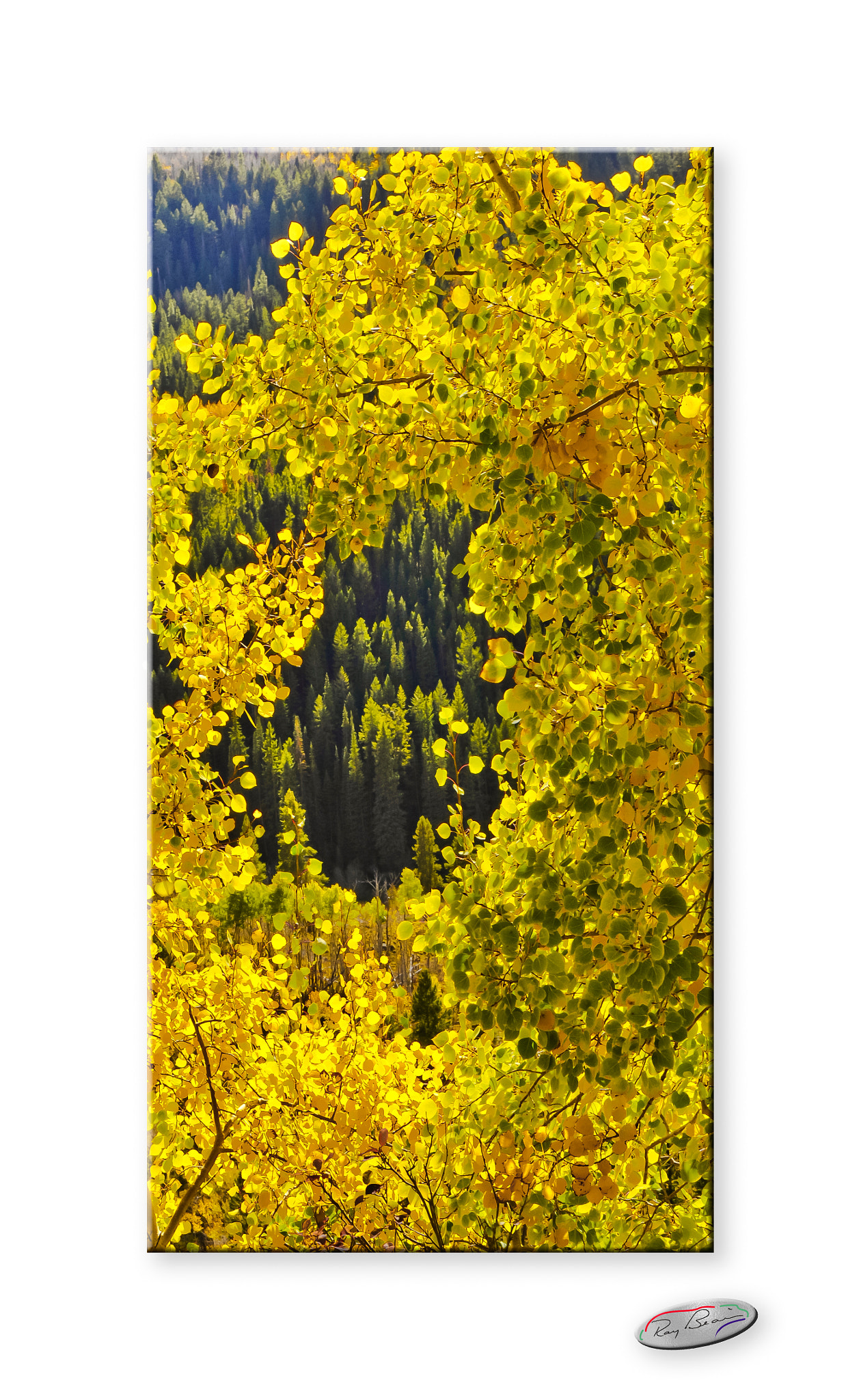 Nikon D300 sample photo. Independence pass aspen 2 photography