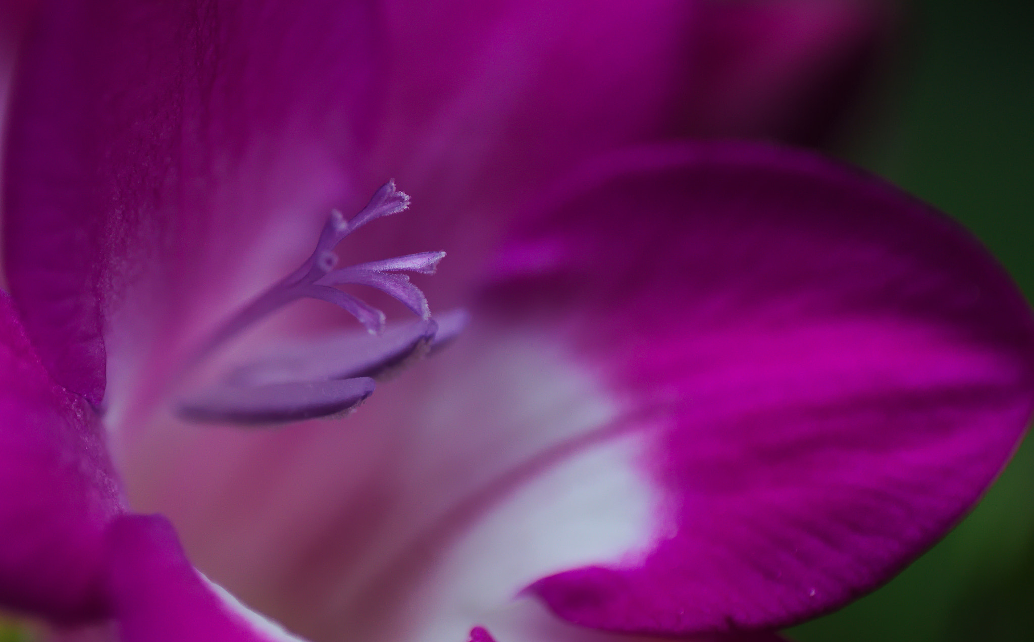 Cosina AF 100mm F3.5 Macro sample photo. Natural precision photography