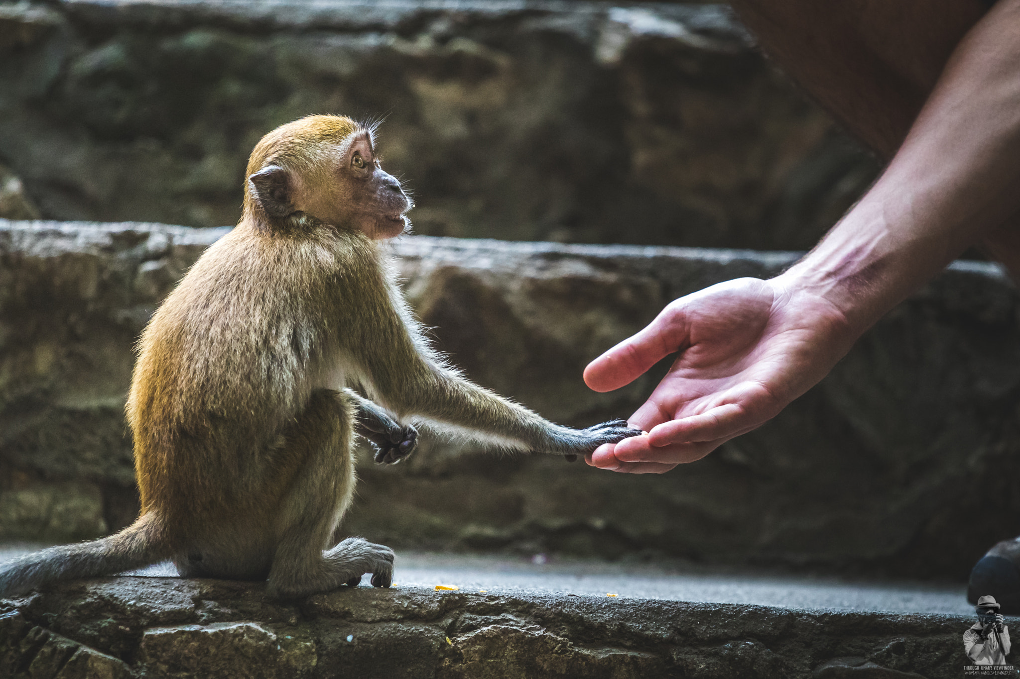 Canon EOS 80D + Canon EF 70-200mm F4L IS USM sample photo. Monkey business photography