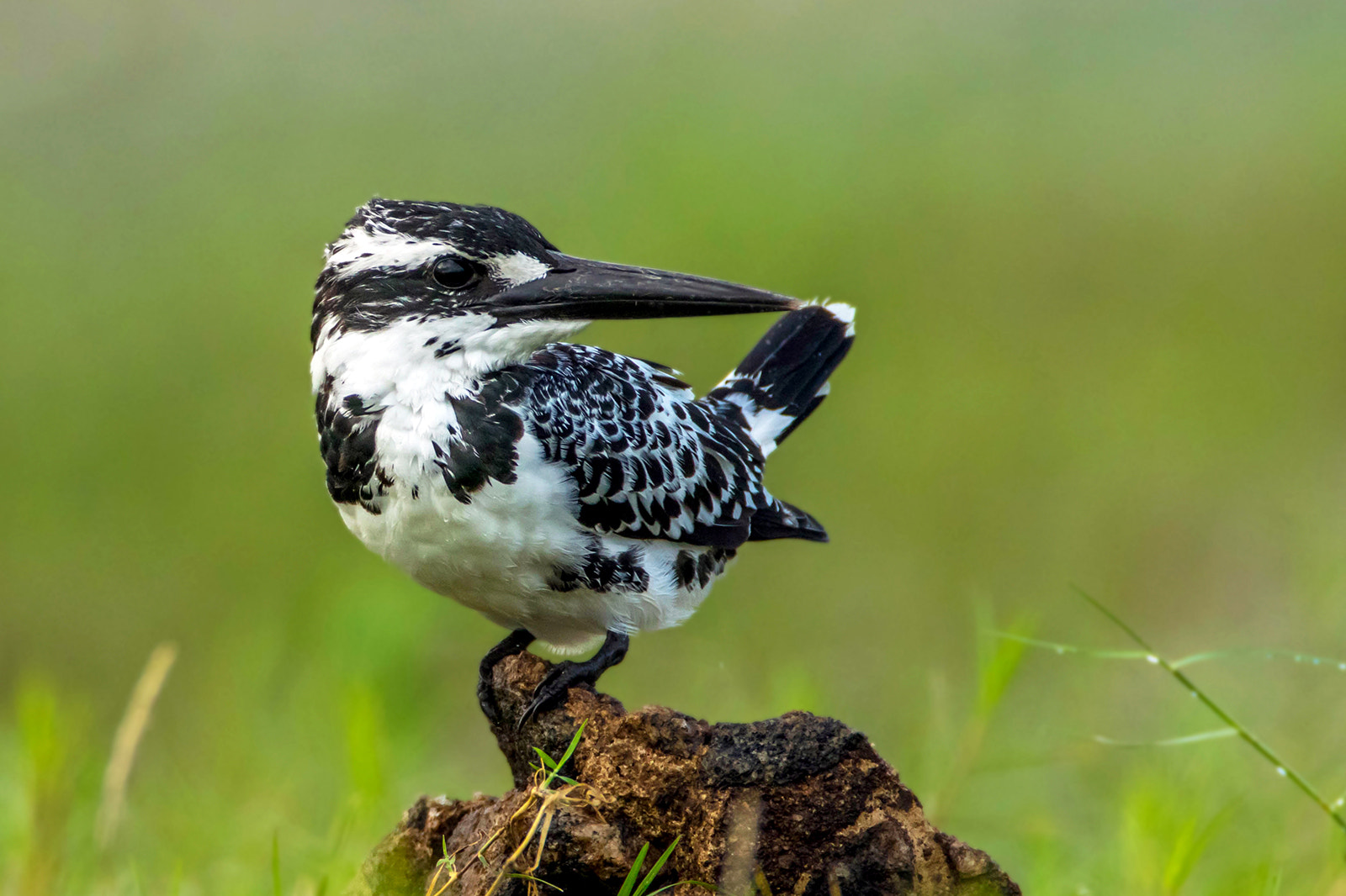 Canon EF 600mm F4L IS USM sample photo. Pied kingfisher photography