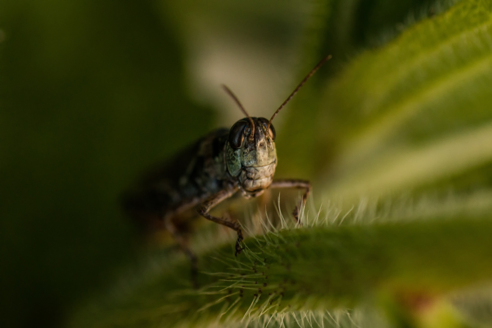 Canon EOS 70D + Tamron SP AF 90mm F2.8 Di Macro sample photo. All creatures great and small 6 photography