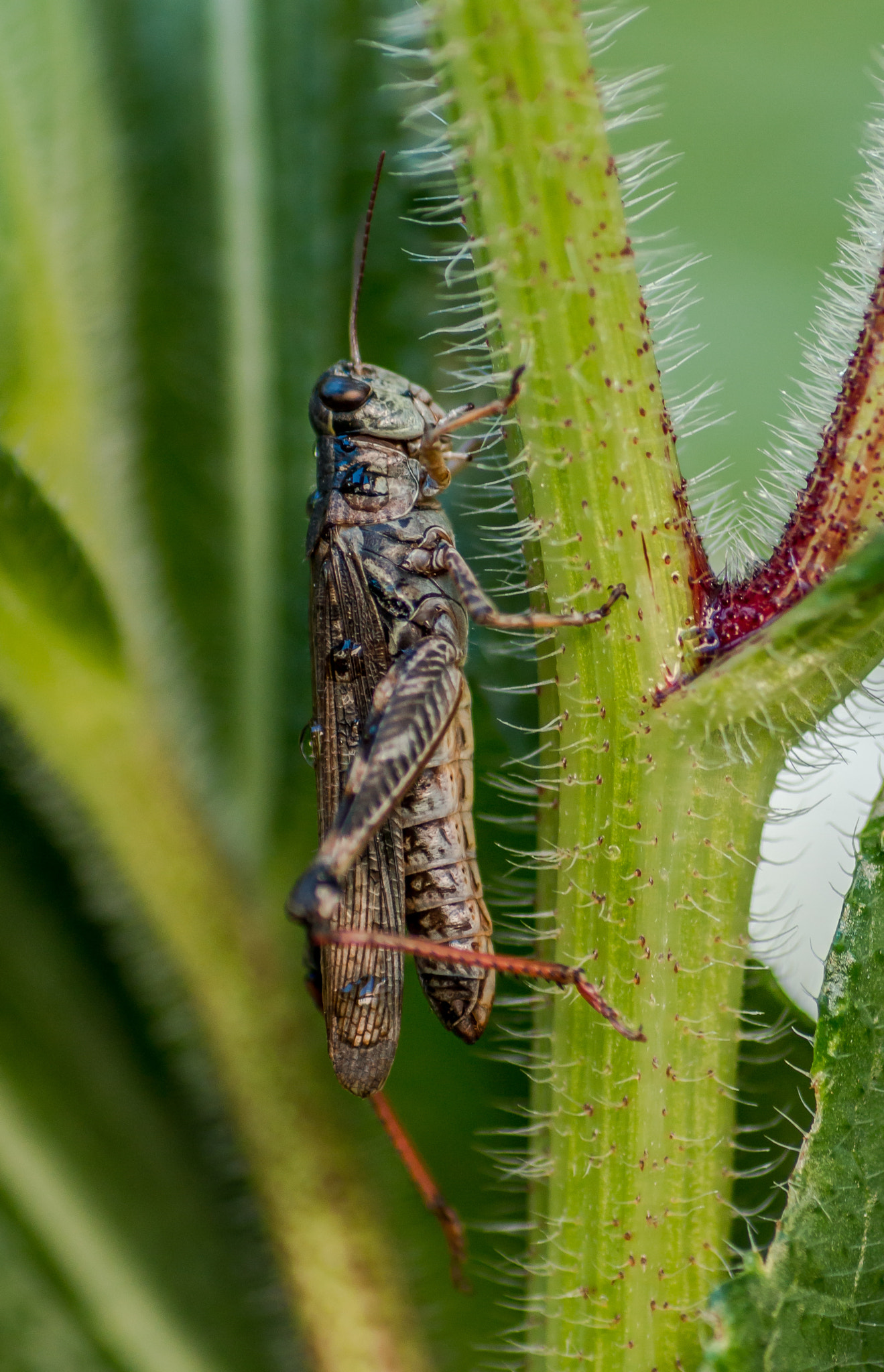 Tamron SP AF 90mm F2.8 Di Macro sample photo. All creatures great and small 7 photography