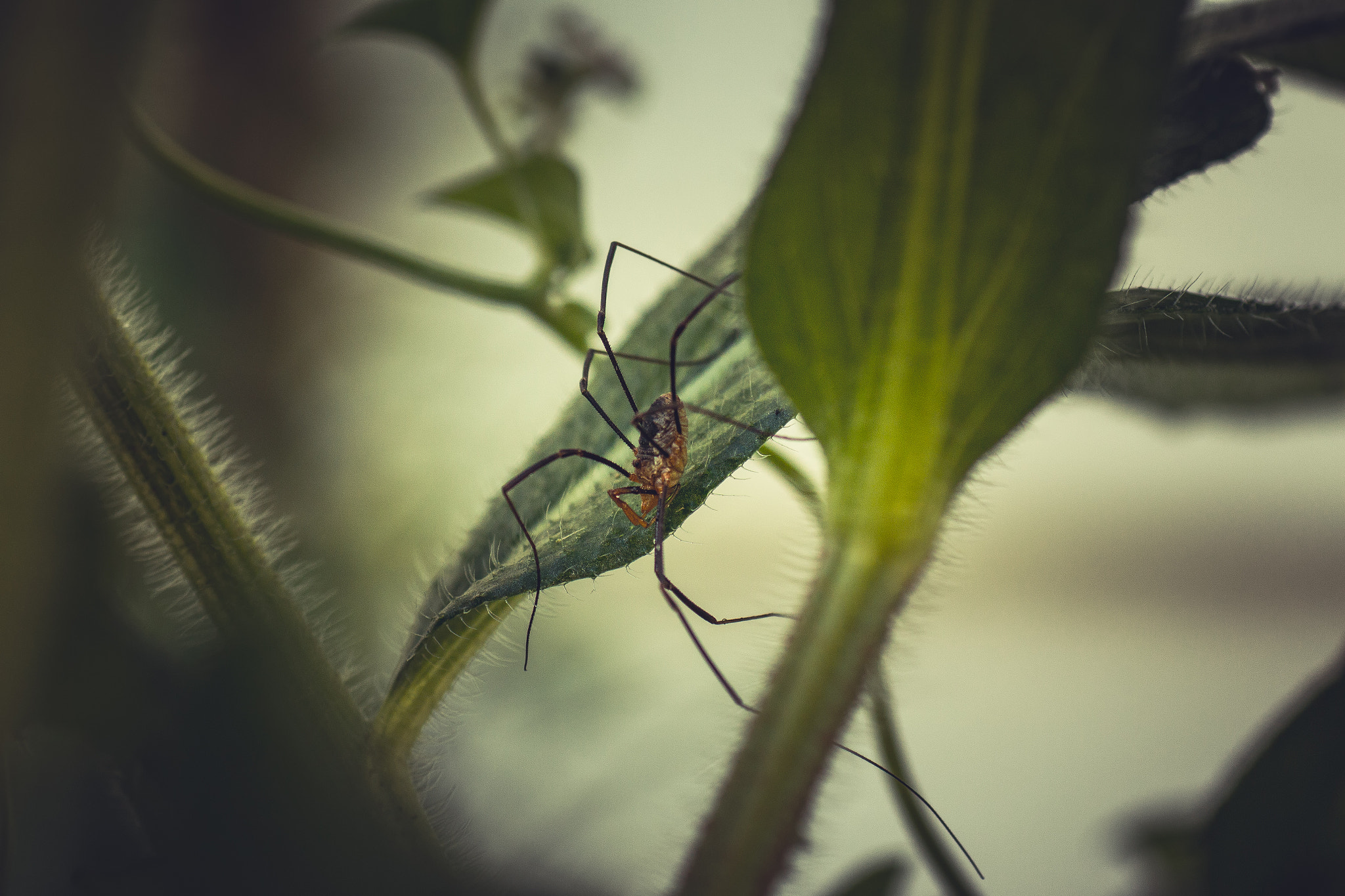 Tamron SP AF 90mm F2.8 Di Macro sample photo. All creatures great and small 3 photography