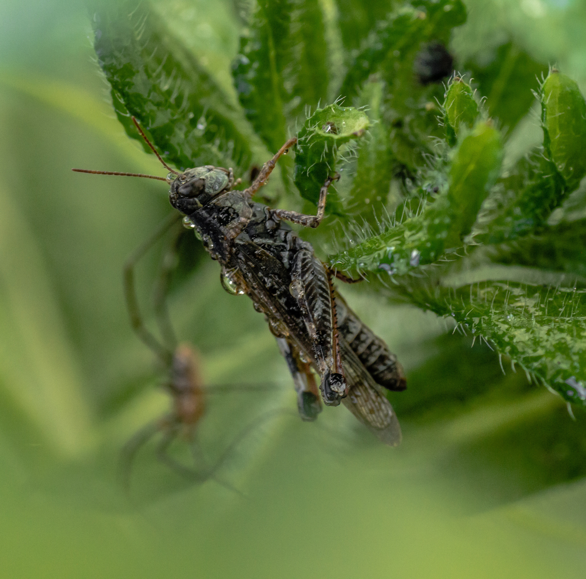 Canon EOS 70D + Tamron SP AF 90mm F2.8 Di Macro sample photo. All creatures great and small 1 photography