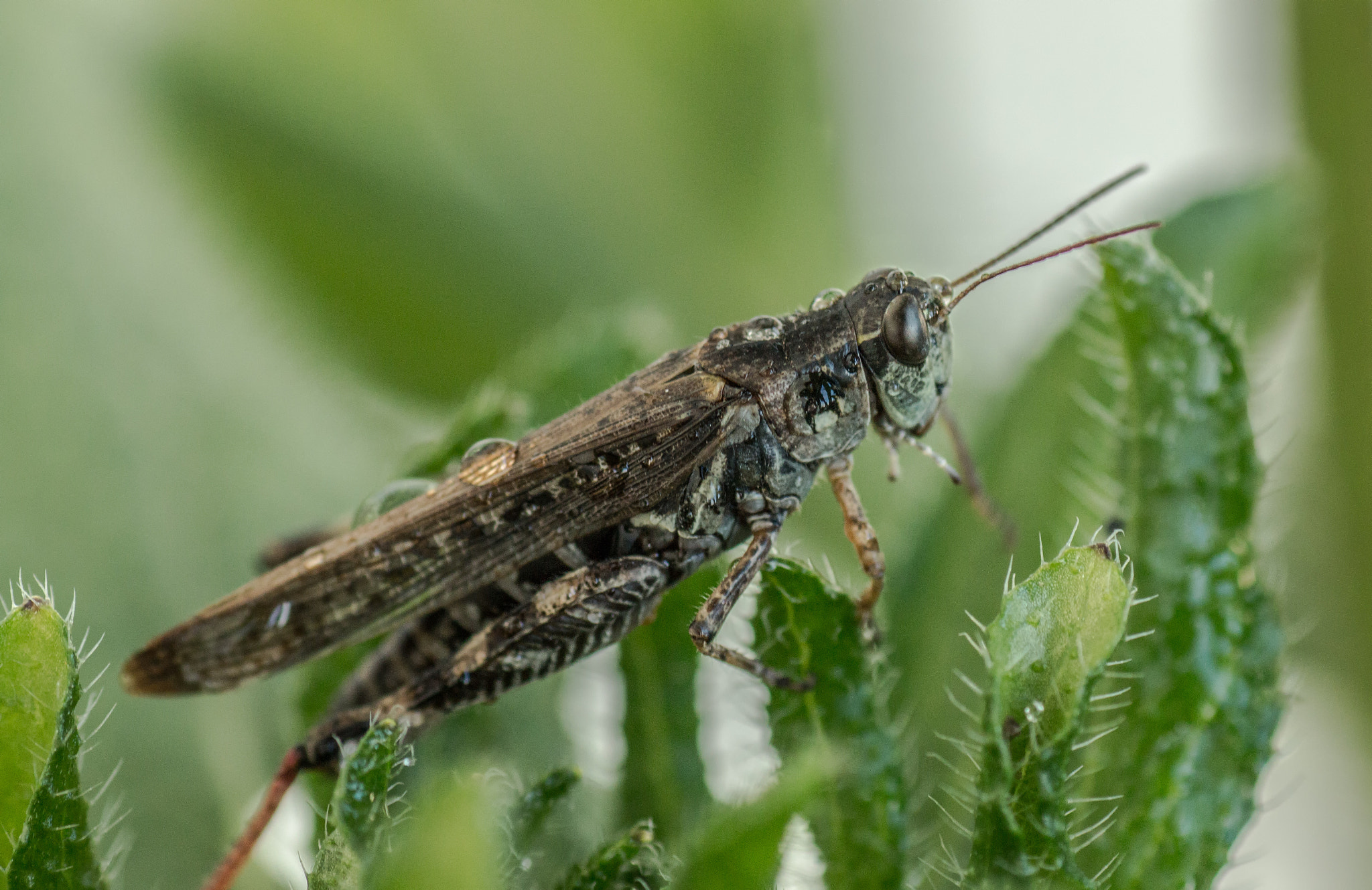 Tamron SP AF 90mm F2.8 Di Macro sample photo. All creatures great and small 2 photography