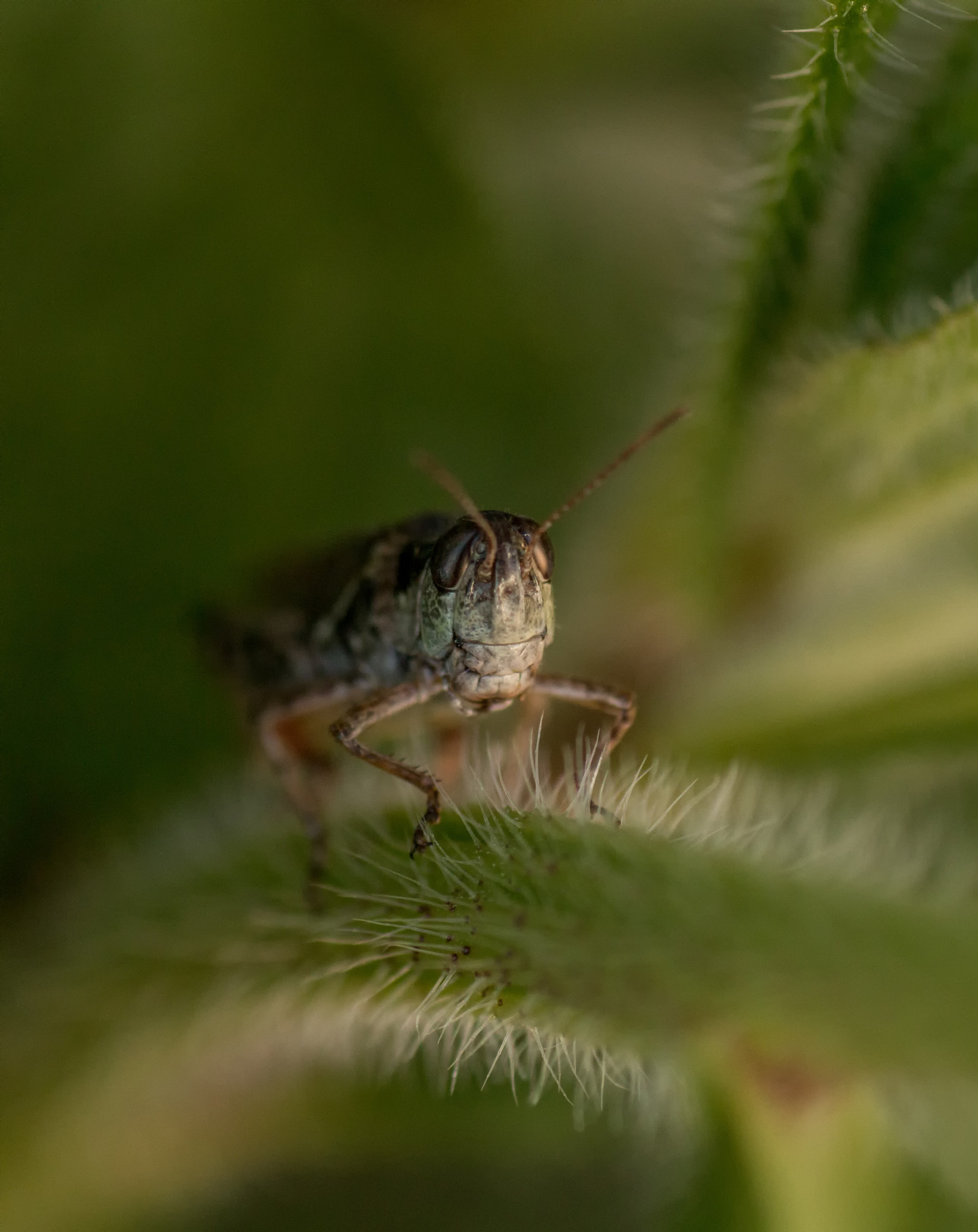 Tamron SP AF 90mm F2.8 Di Macro sample photo. All creatures great and small 5 photography