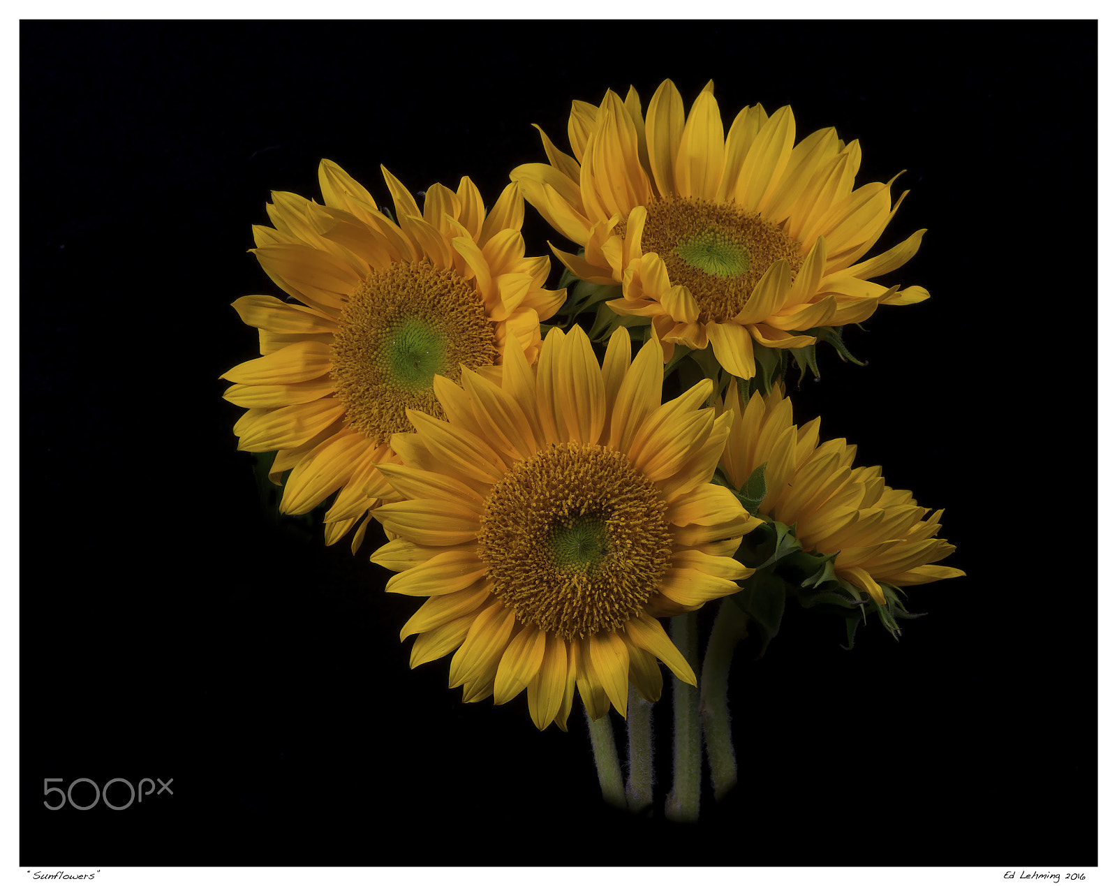 Tamron SP 70-200mm F2.8 Di VC USD sample photo. Sunflowers photography