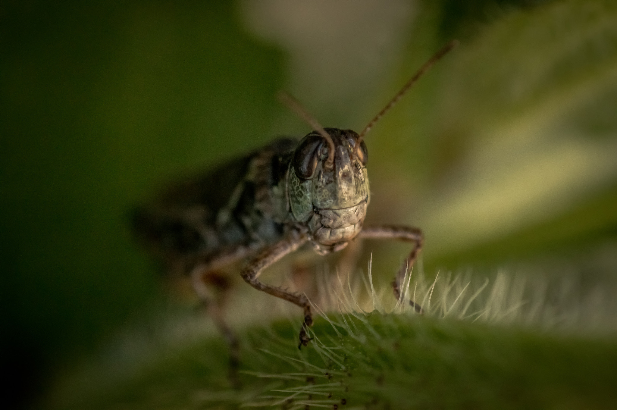 Canon EOS 70D + Tamron SP AF 90mm F2.8 Di Macro sample photo. All creatures great and small 9 photography
