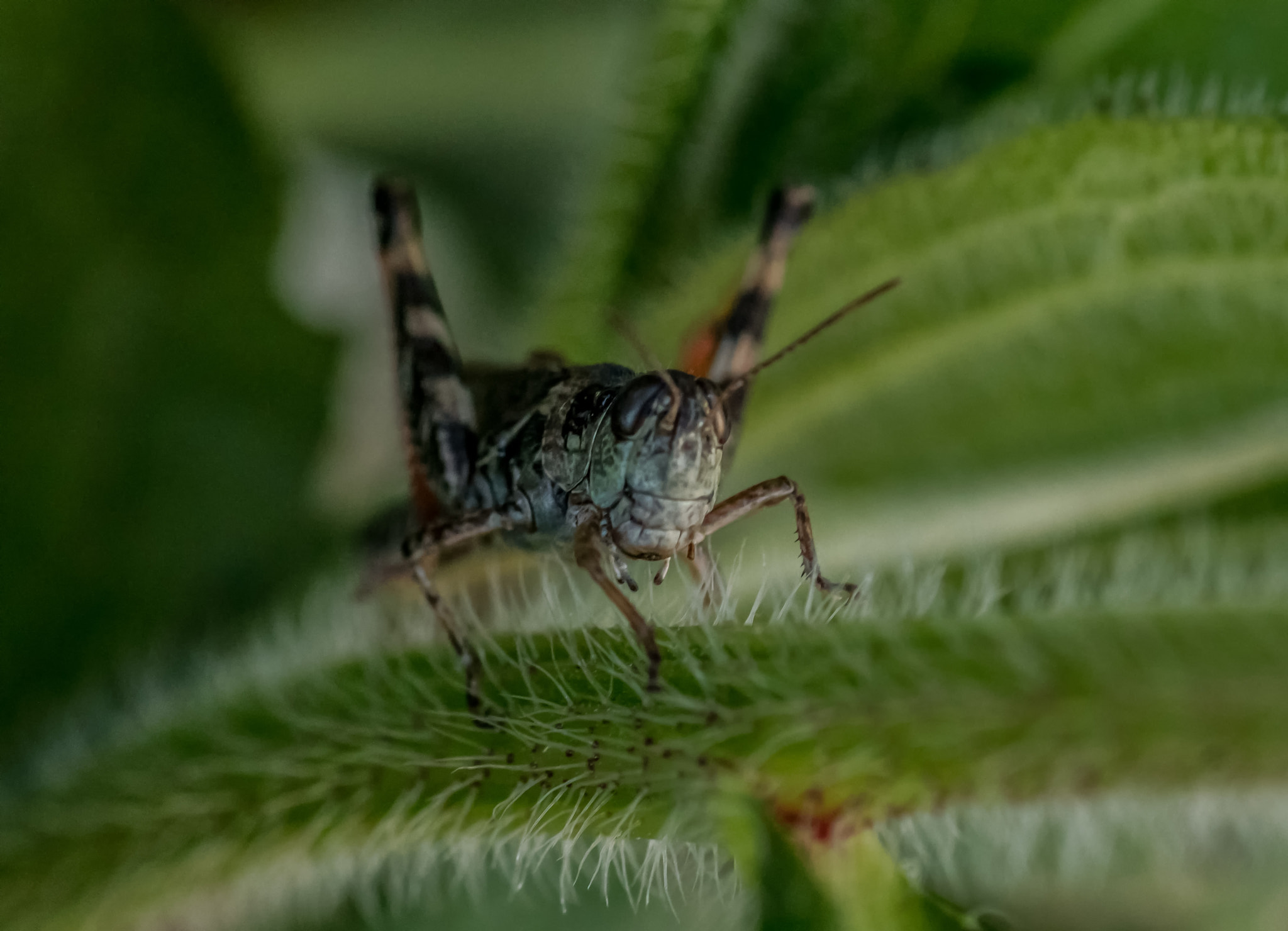 Tamron SP AF 90mm F2.8 Di Macro sample photo. All creatures great and small 11 photography