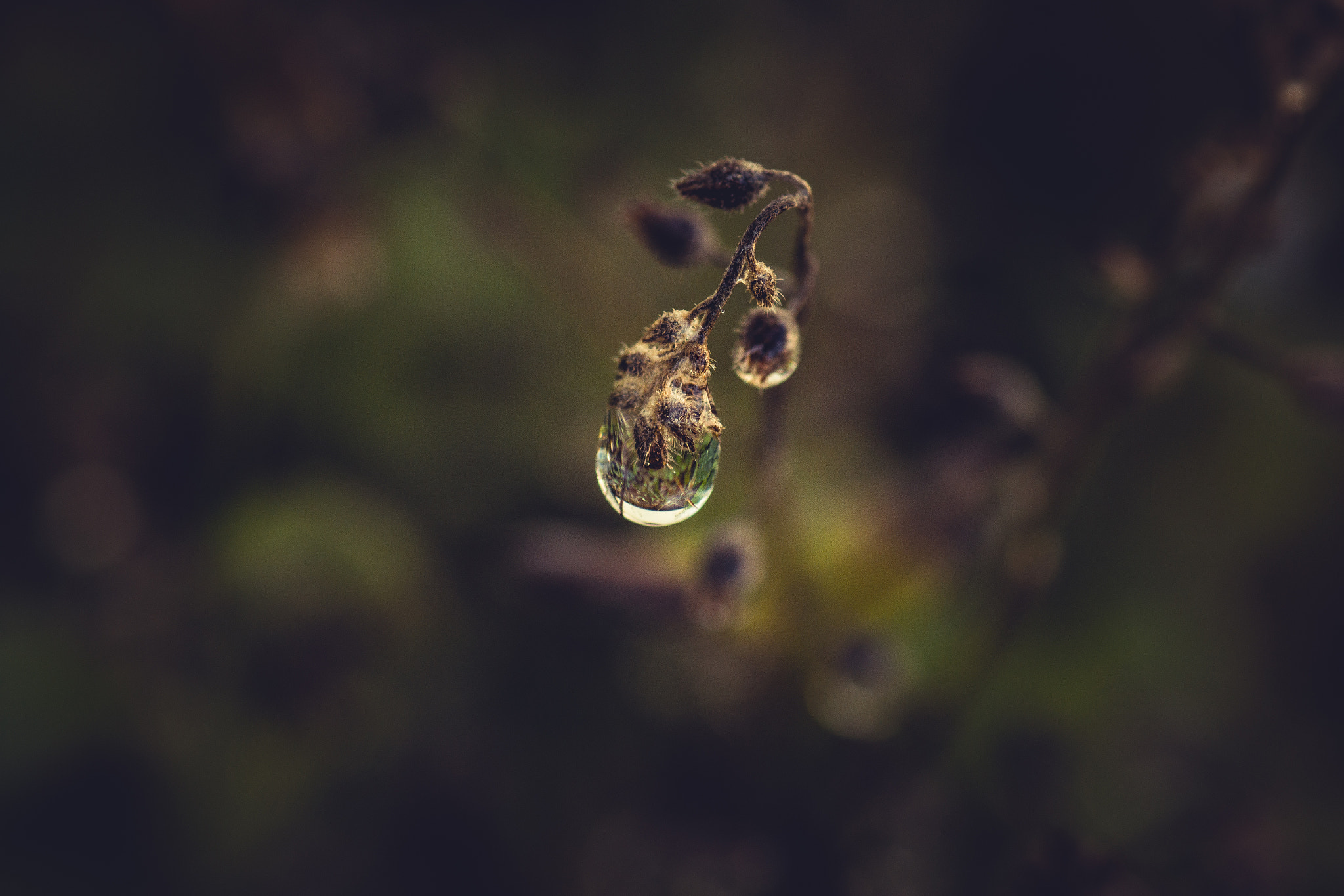 Canon EOS 70D + Tamron SP AF 90mm F2.8 Di Macro sample photo. End of summer photography