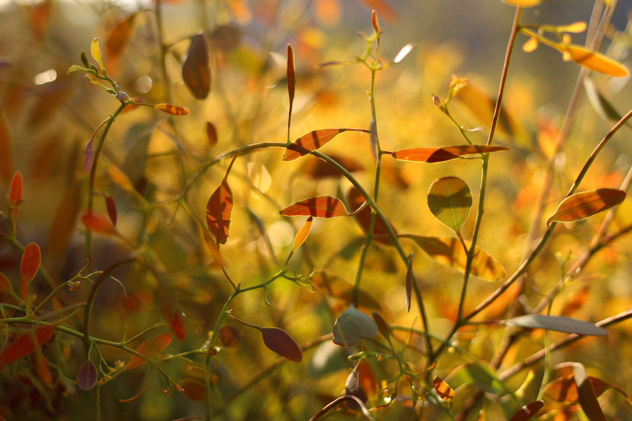 Canon EOS 700D (EOS Rebel T5i / EOS Kiss X7i) + Canon EF 40mm F2.8 STM sample photo. Warm leaves photography