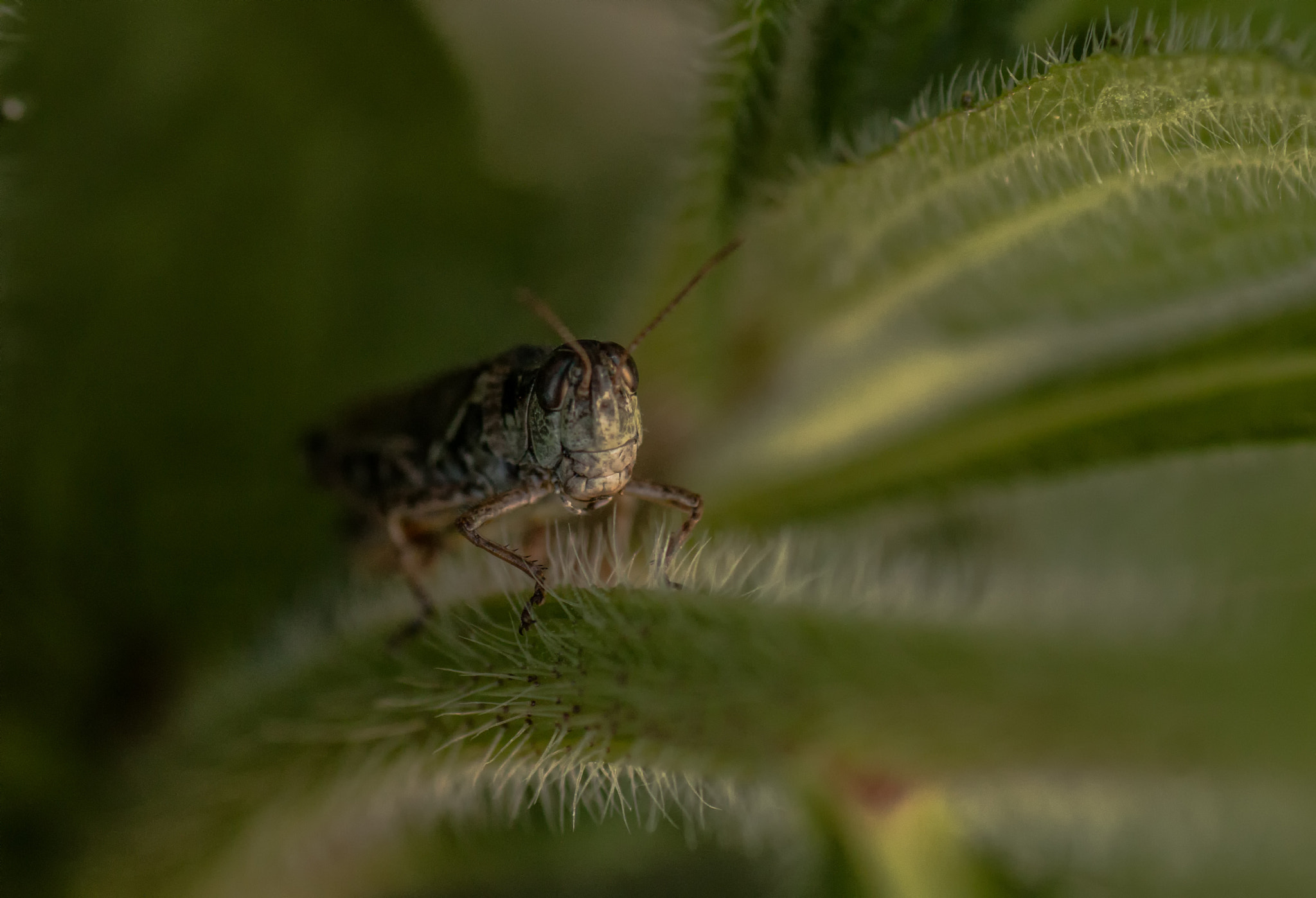 Canon EOS 70D + Tamron SP AF 90mm F2.8 Di Macro sample photo. All creatures great and small 12 photography