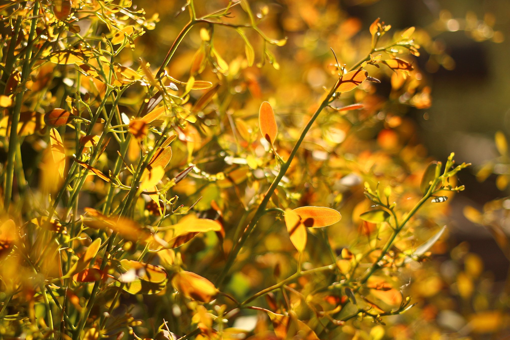 Canon EOS 700D (EOS Rebel T5i / EOS Kiss X7i) + Canon EF 40mm F2.8 STM sample photo. Golden eucalyptus photography