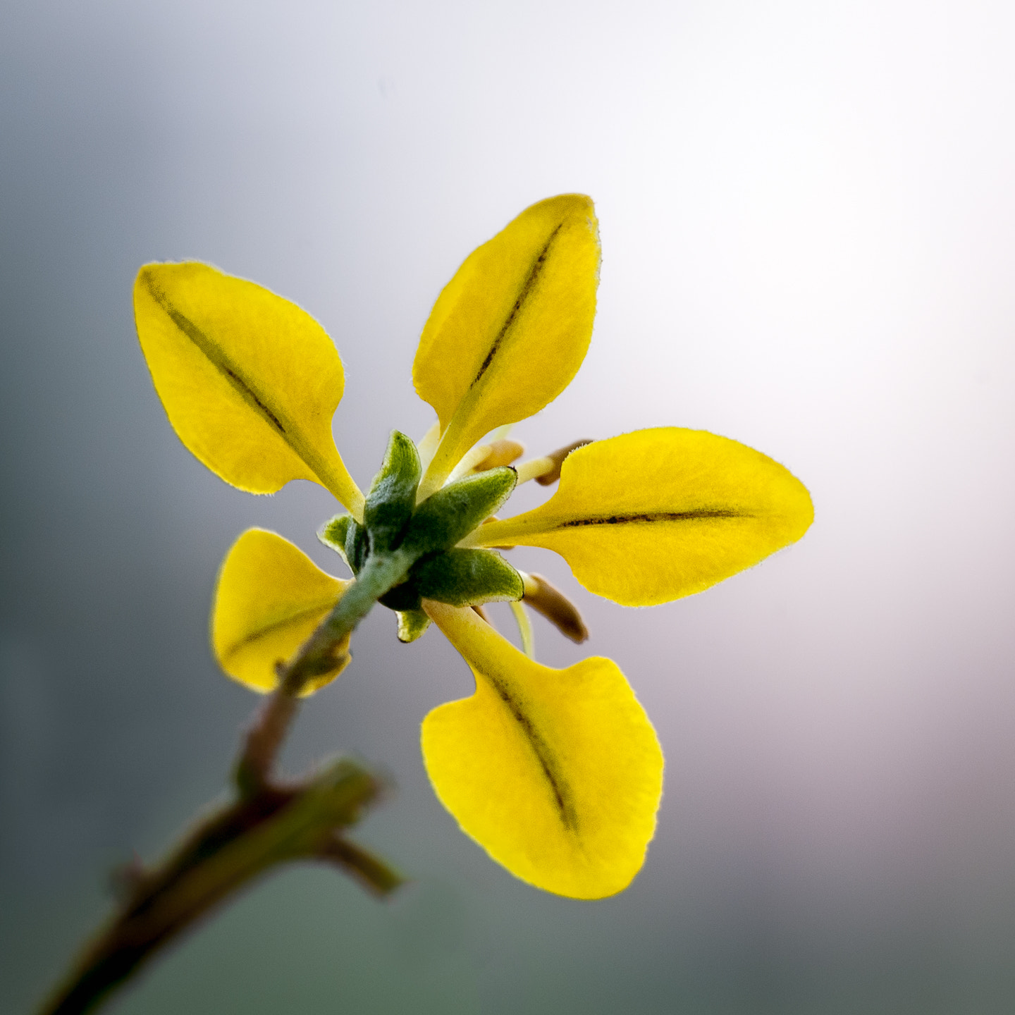 Nikon D40X sample photo. Yellow beauty photography