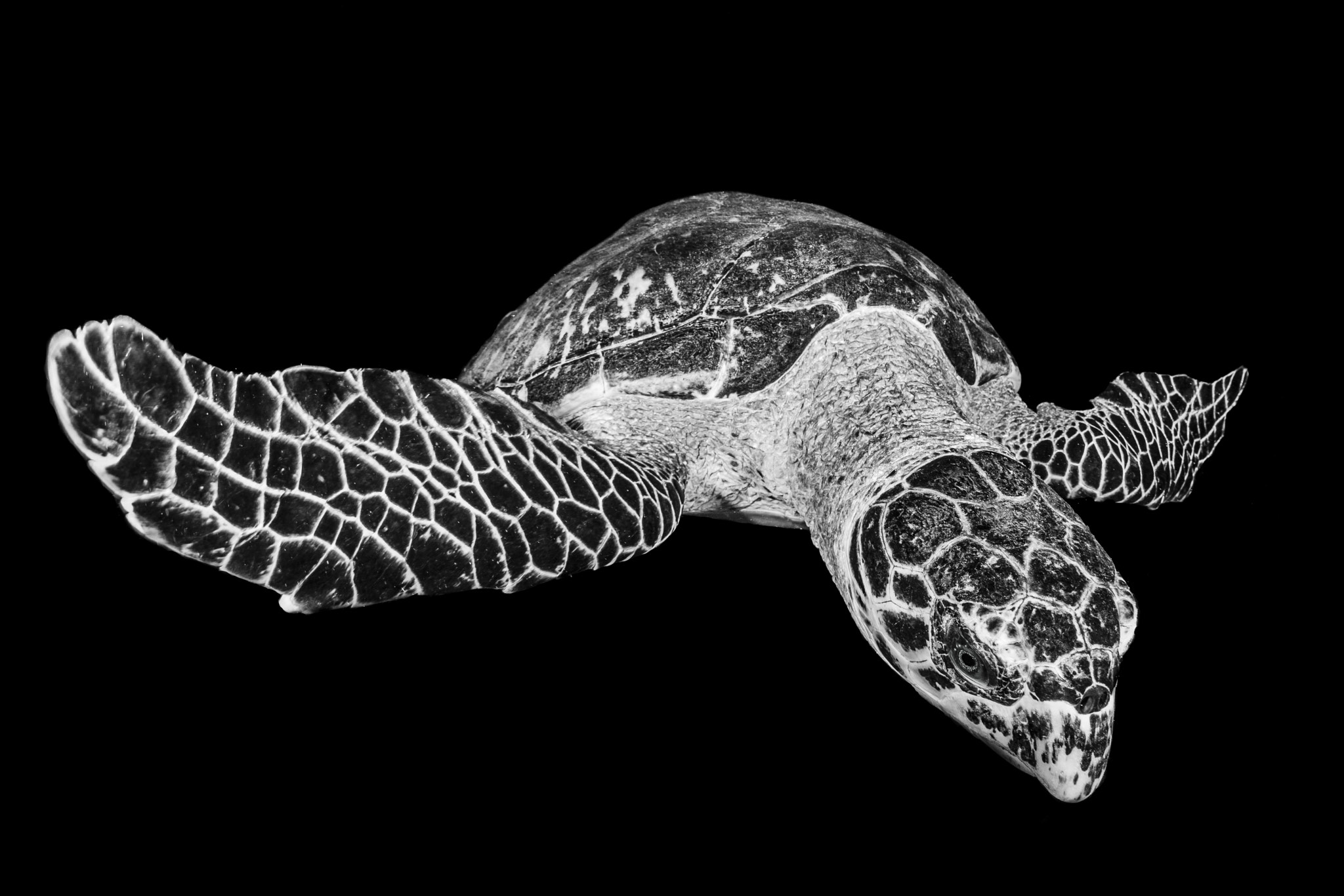 Nikon D800 + Sigma 15mm F2.8 EX DG Diagonal Fisheye sample photo. Turtle photography