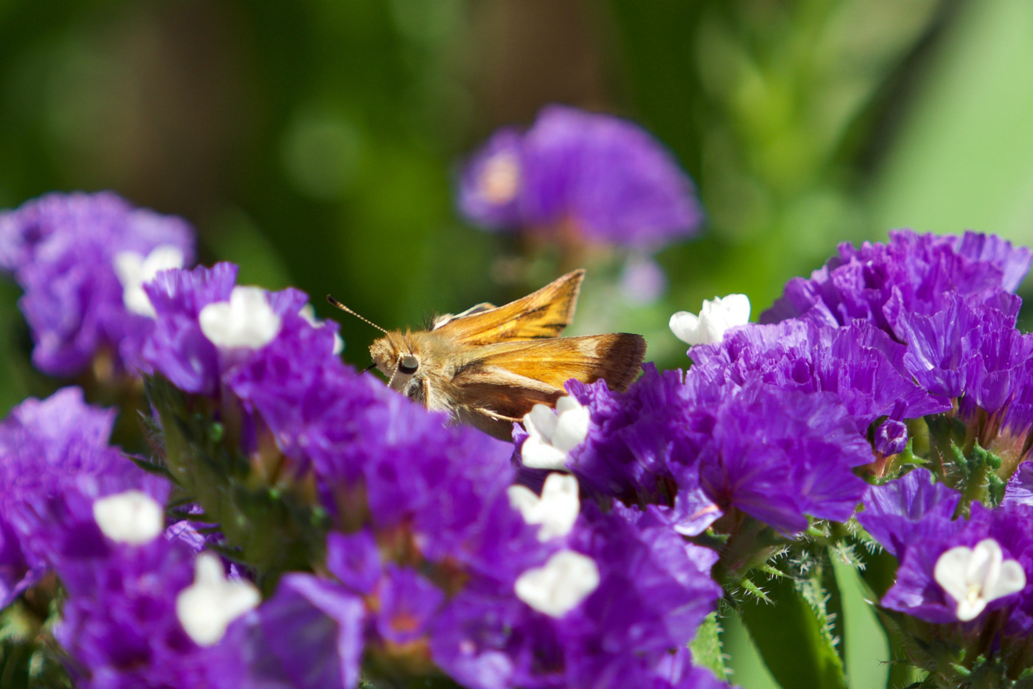 Sony a6000 + Sony FE 70-200mm F4 G OSS sample photo. Moth surrounded by flowers photography