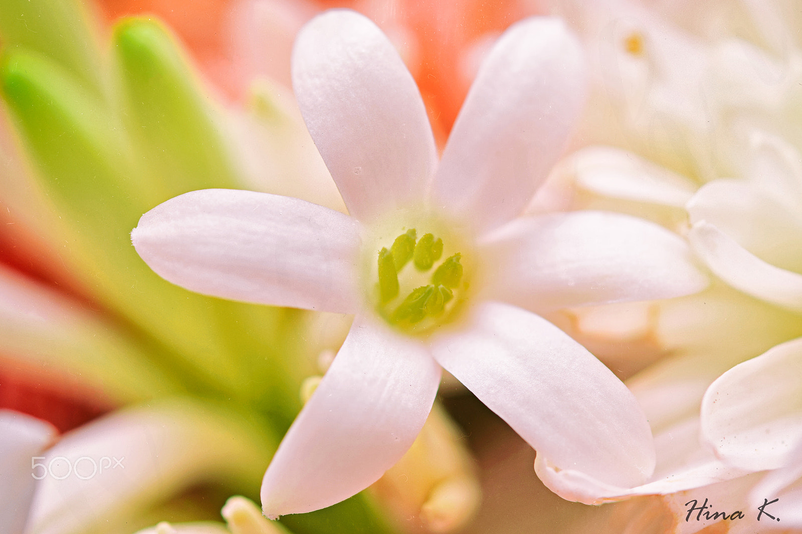 Nikon AF-S Micro-Nikkor 60mm F2.8G ED sample photo. Let yourself bloom photography