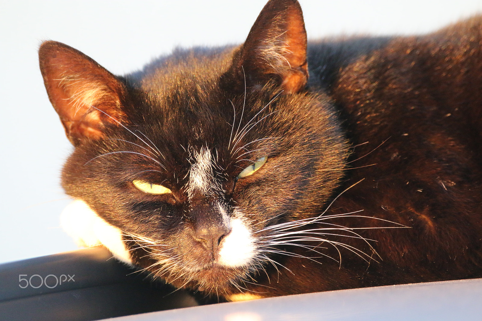 Sigma 150-600mm F5-6.3 DG OS HSM | C sample photo. Abendsonne photography