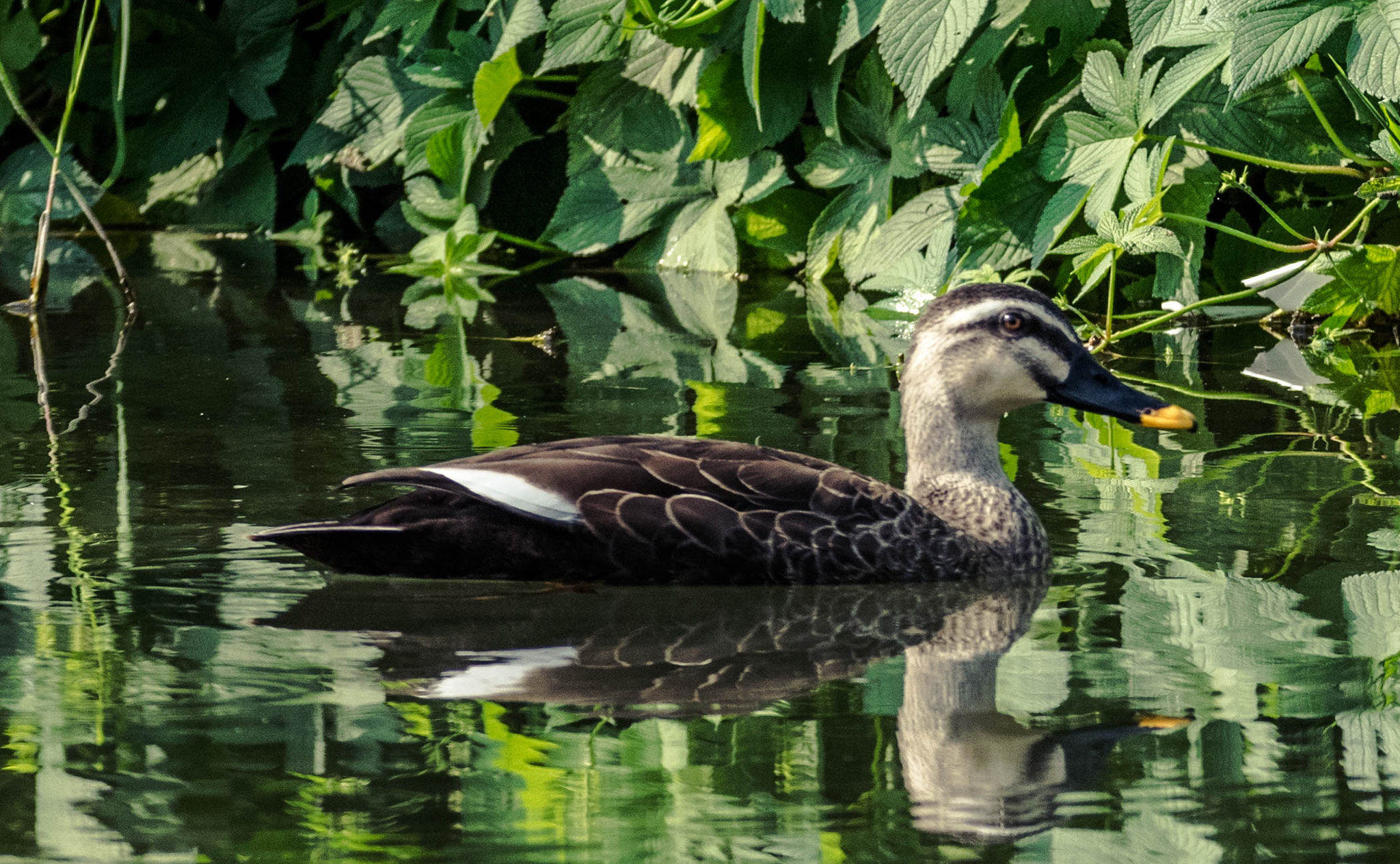 Sigma 70-200mm F2.8 EX DG OS HSM sample photo. Wild ducks photography