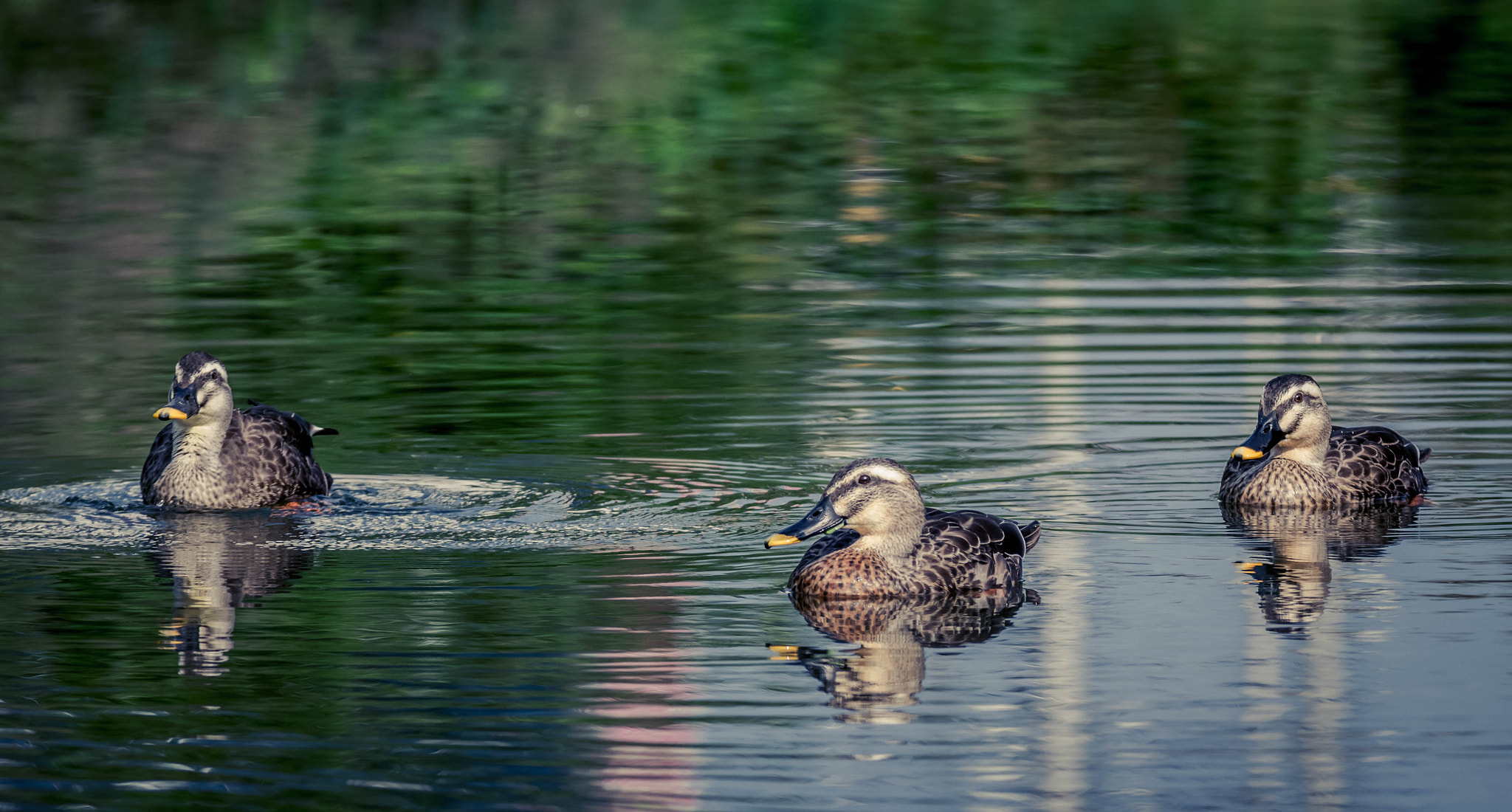 Sigma 70-200mm F2.8 EX DG OS HSM sample photo. Wild ducks photography